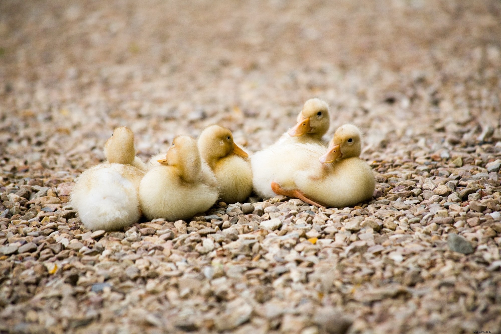 Foto de patitos recién nacidos