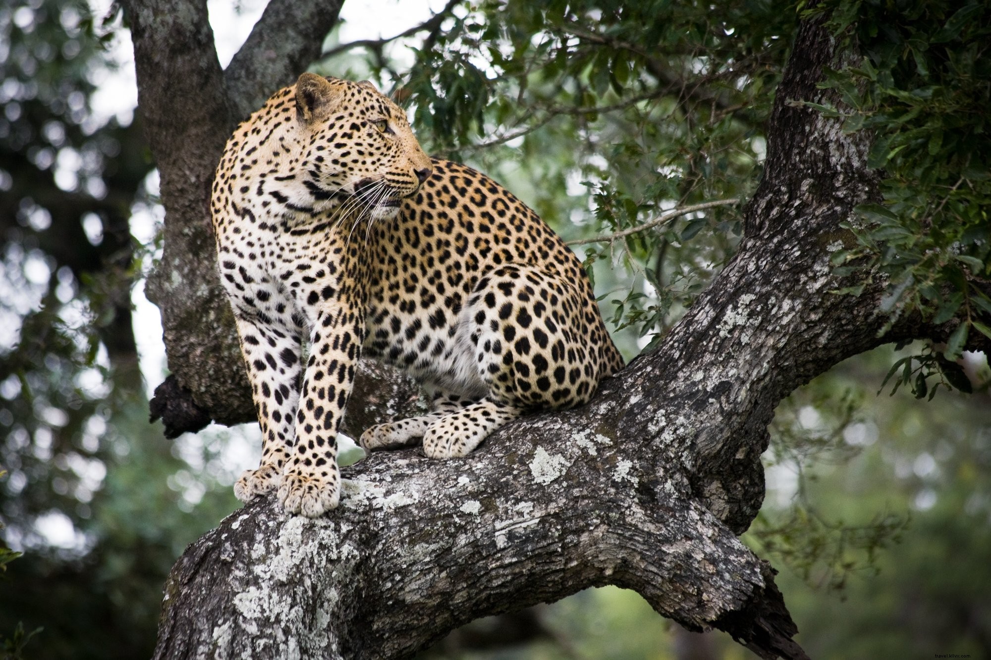 giaguaro in albero foto