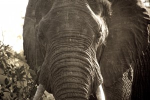 Foto Close Up Gajah Afrika