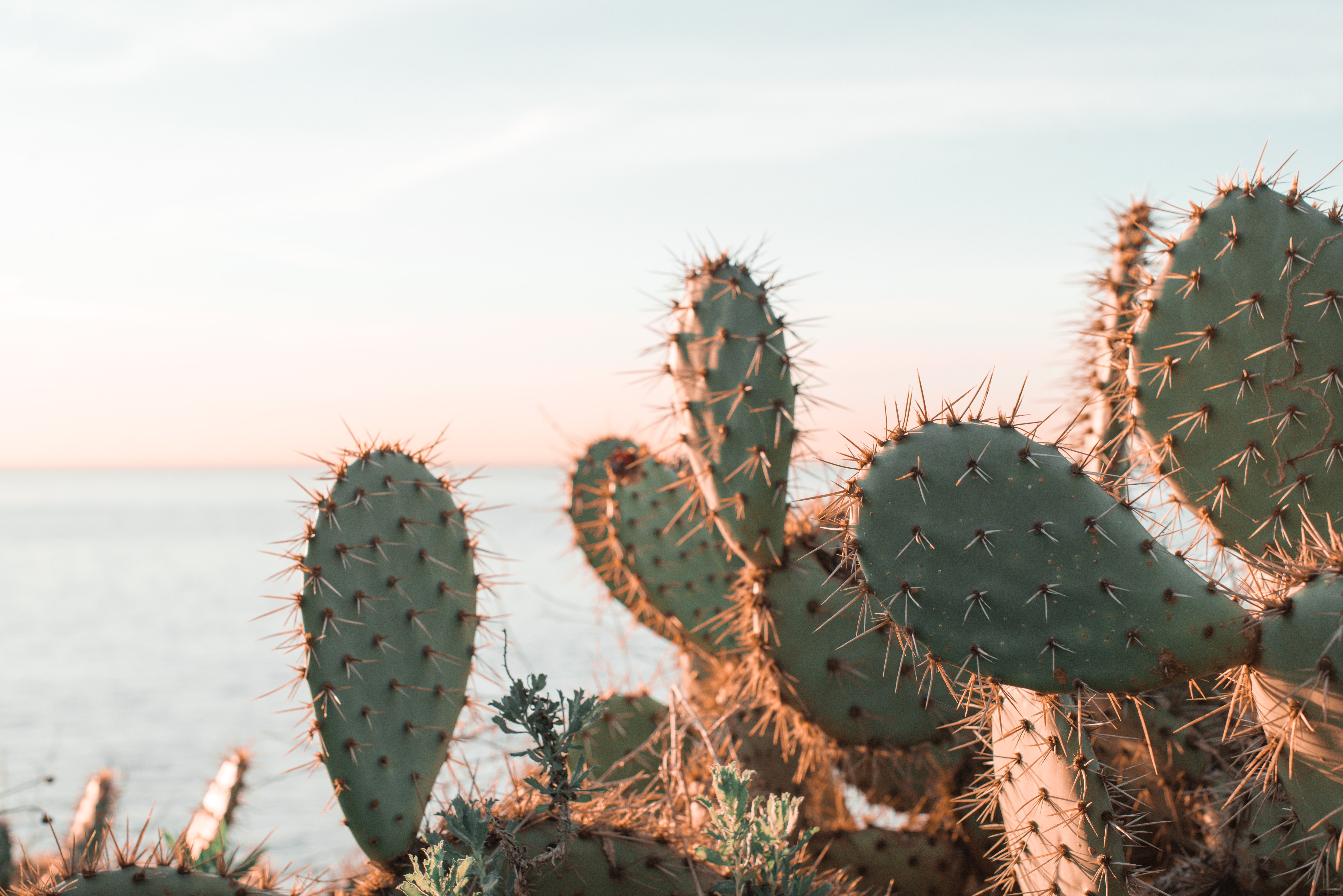 Cactus tomando el sol en la foto del sol de la mañana