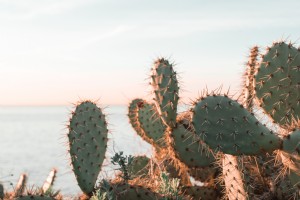 Cactus che si crogiola al sole mattutino foto