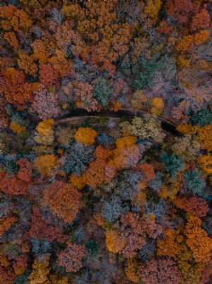 Route sinueuse couverte d arbres d automne Photo