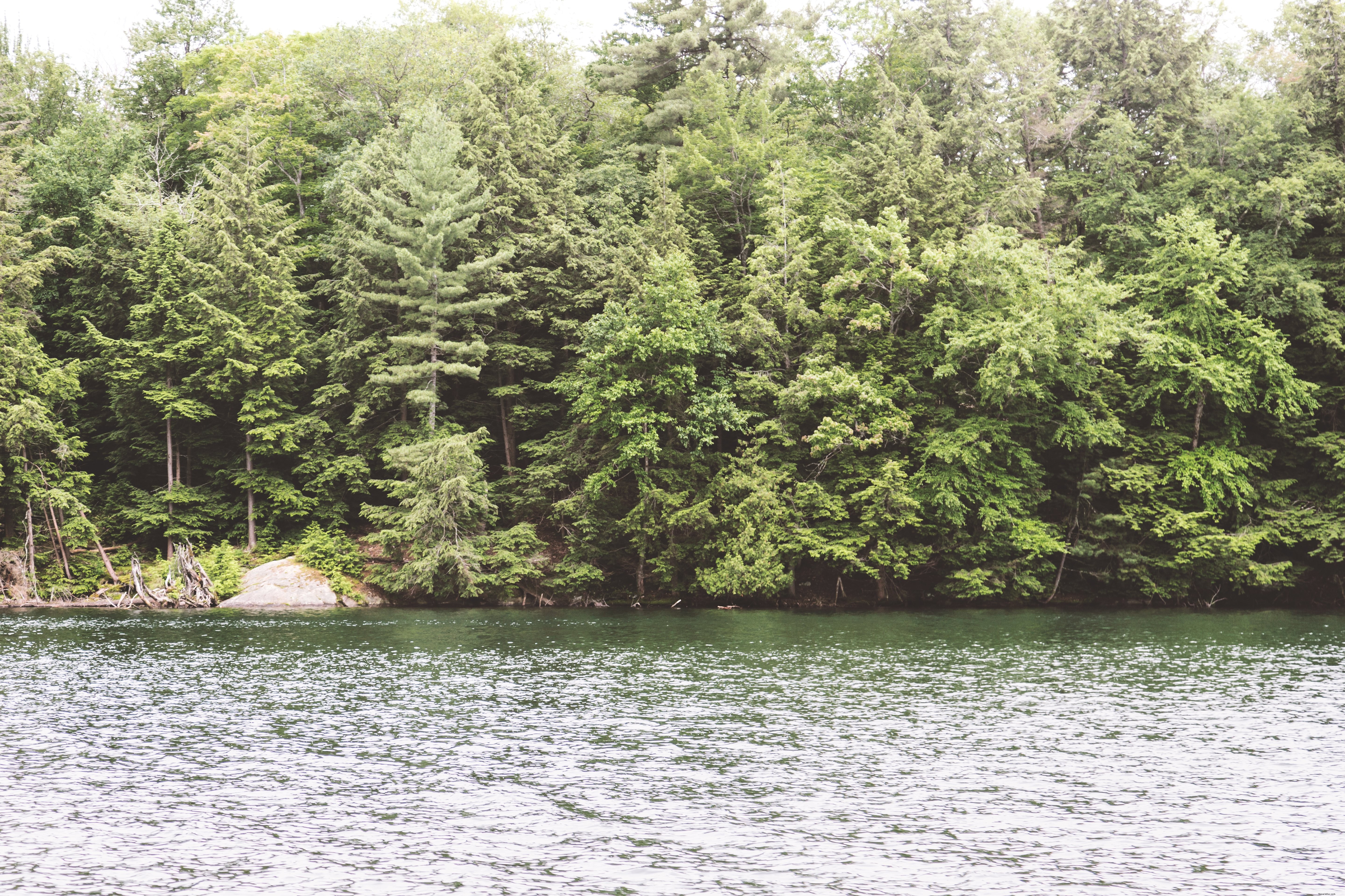 Photo de la forêt au bord du lac