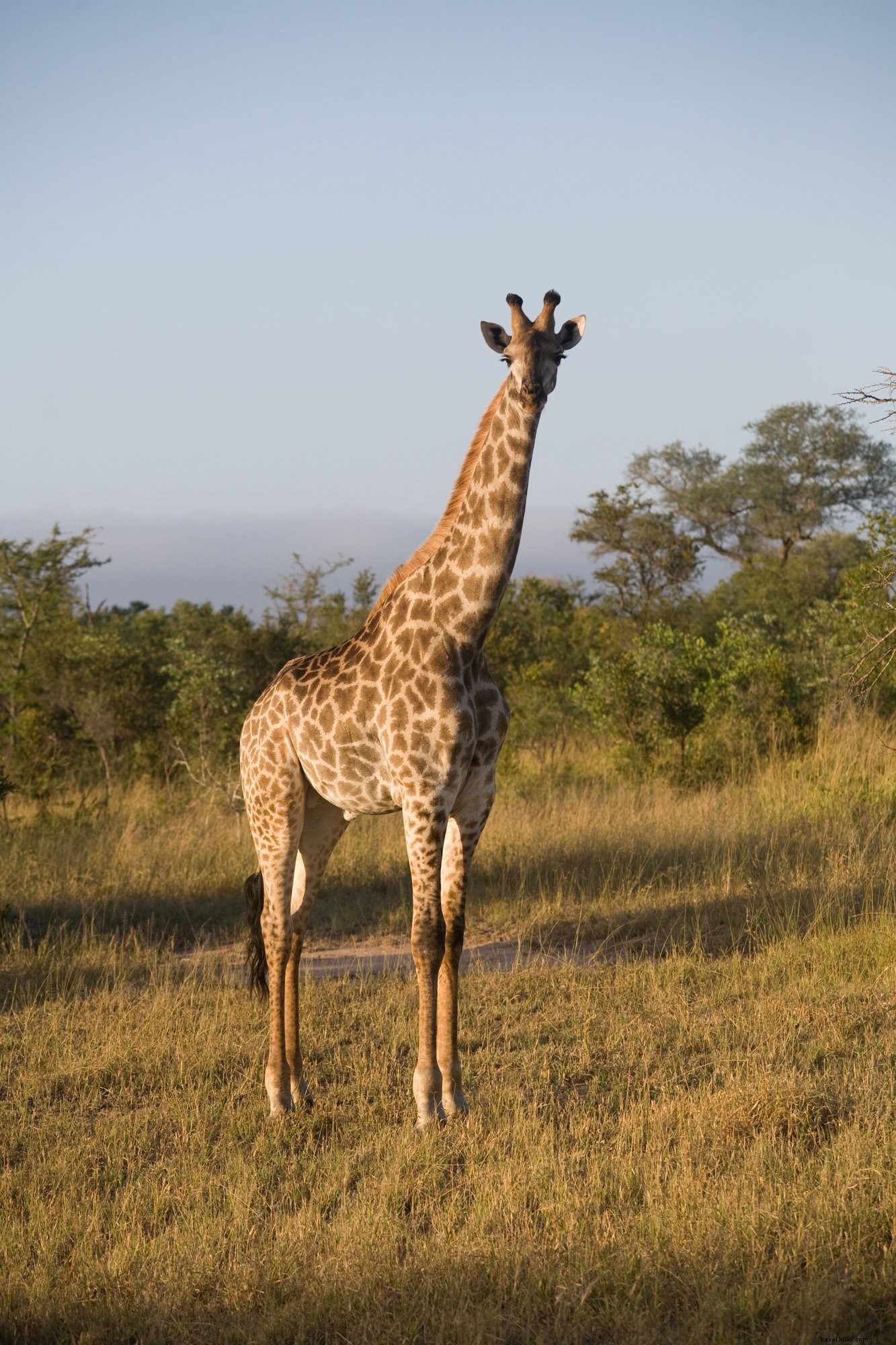 Foto do girafa no safari