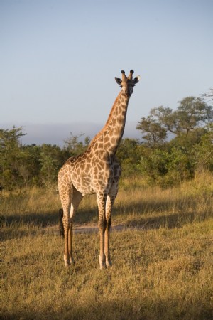 Girafe Sur Safari Photo