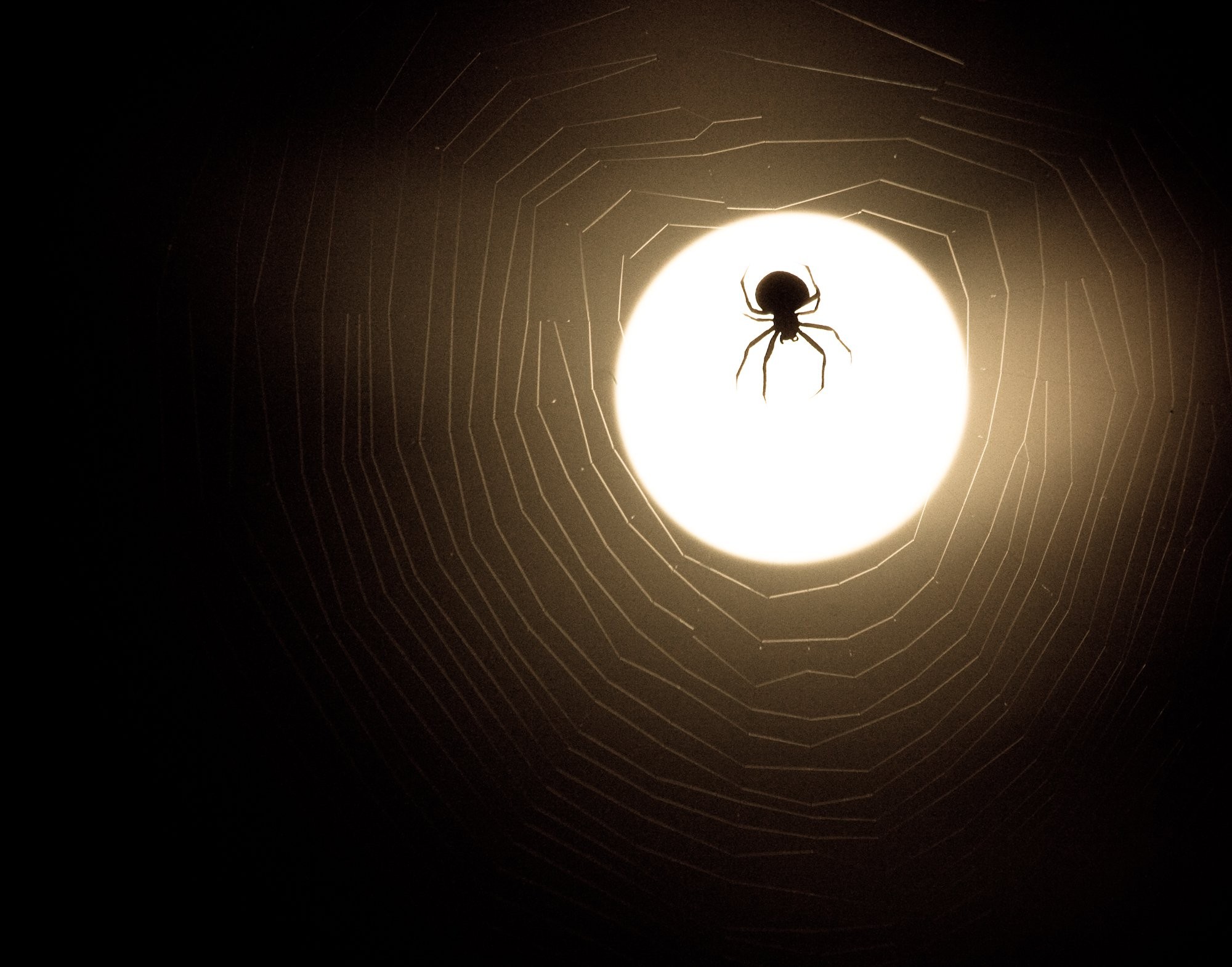 Foto da silhueta da aranha e da teia do luar