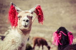 Lamas au Pérou Photo