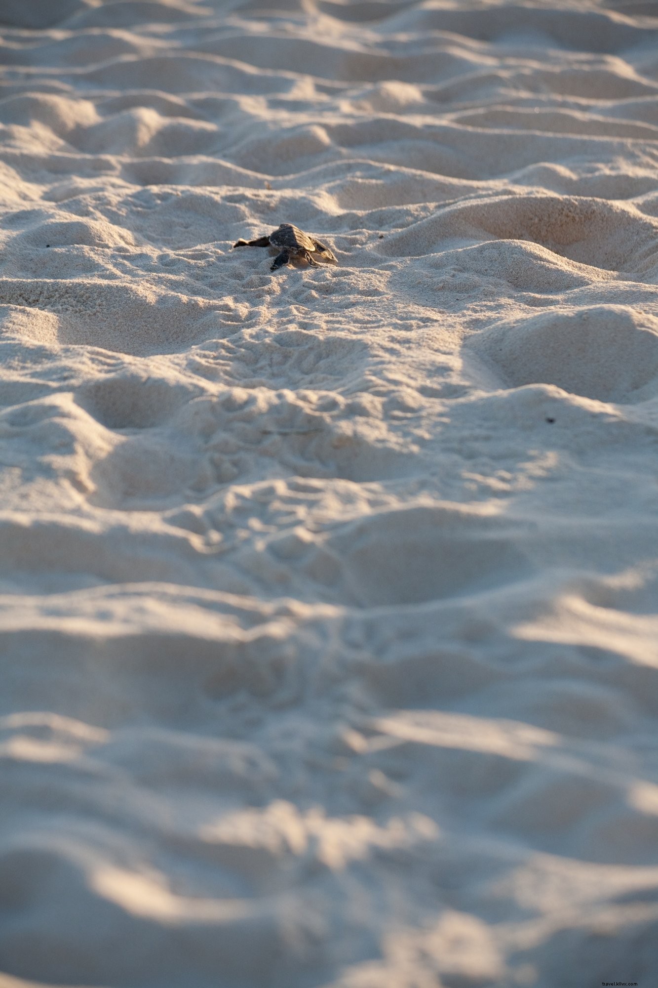 Foto Kabur Bayi Penyu Laut