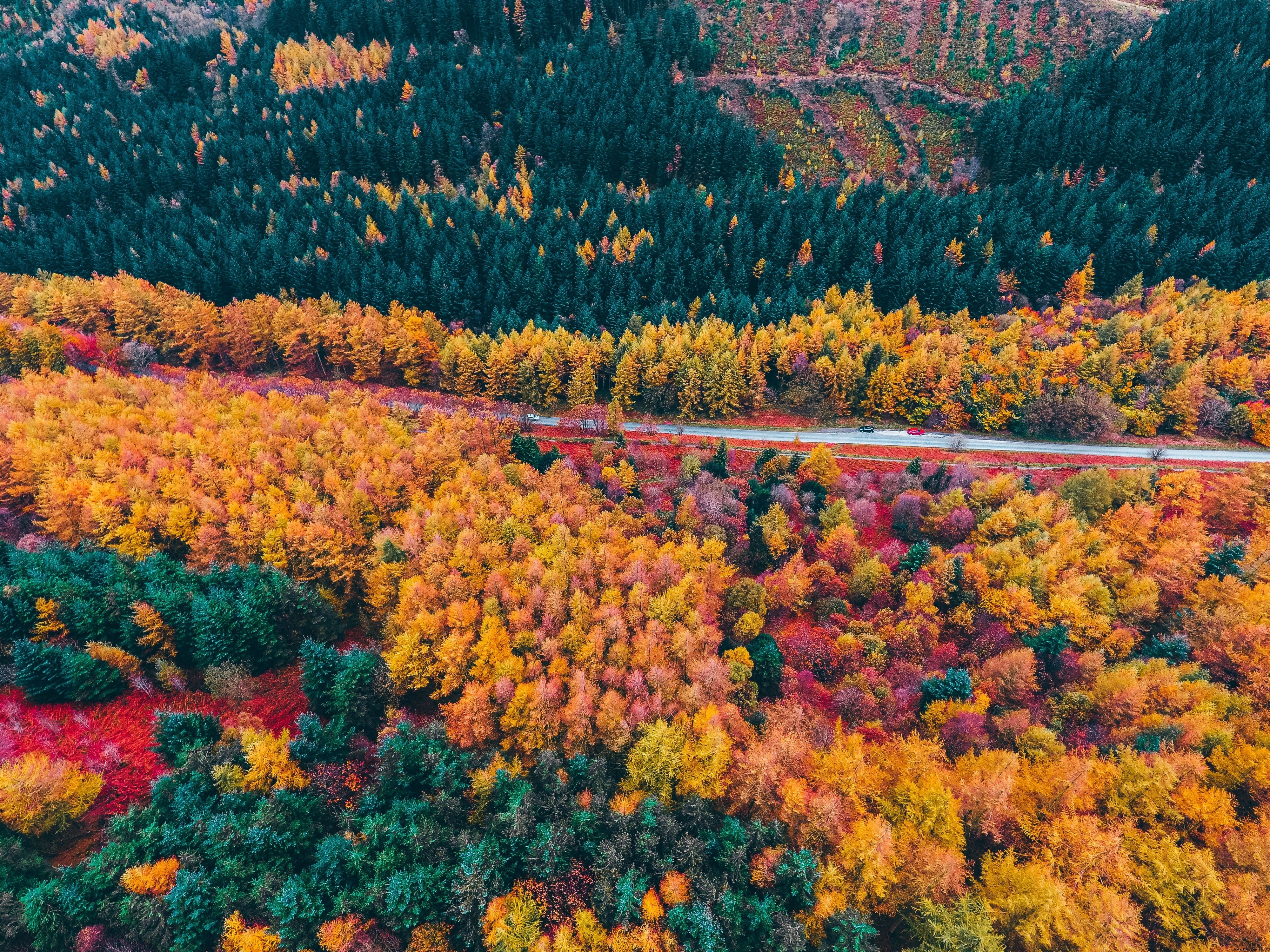 Foto de estrada sinuosa através de árvores coloridas