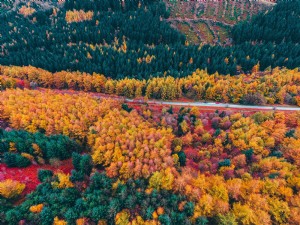 Strada che si snoda tra alberi colorati foto