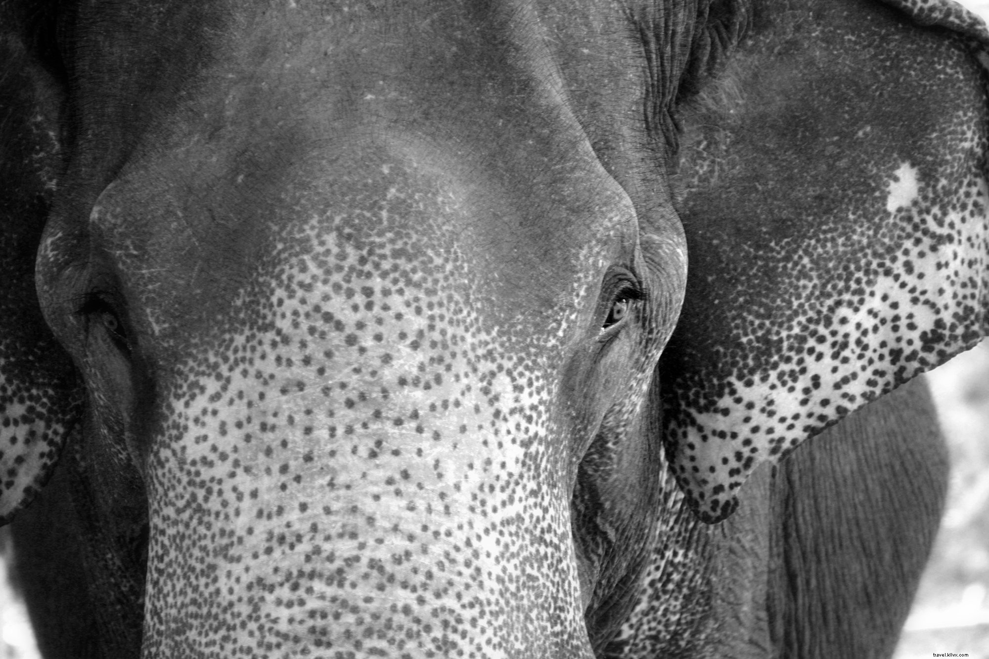 Foto de cara de elefante preto e branco