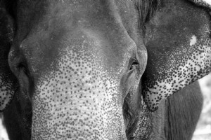 Foto di faccia di elefante in bianco e nero