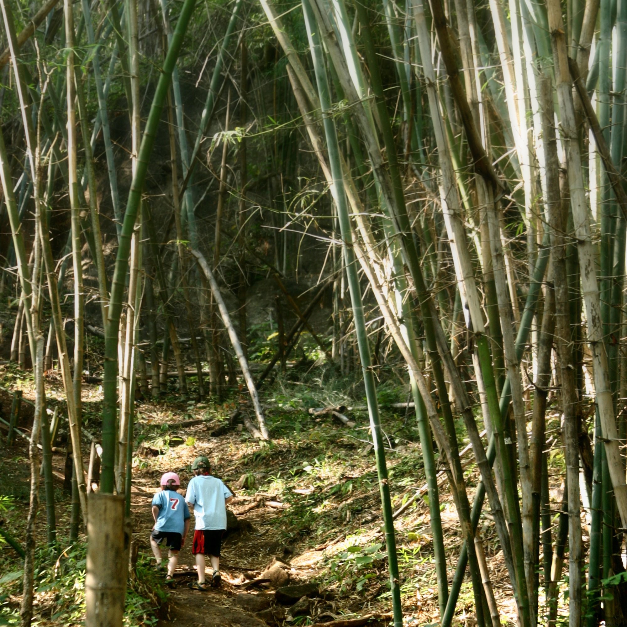 Niños en la foto del bosque de bambú