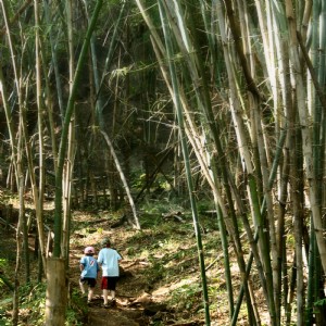 Niños en la foto del bosque de bambú