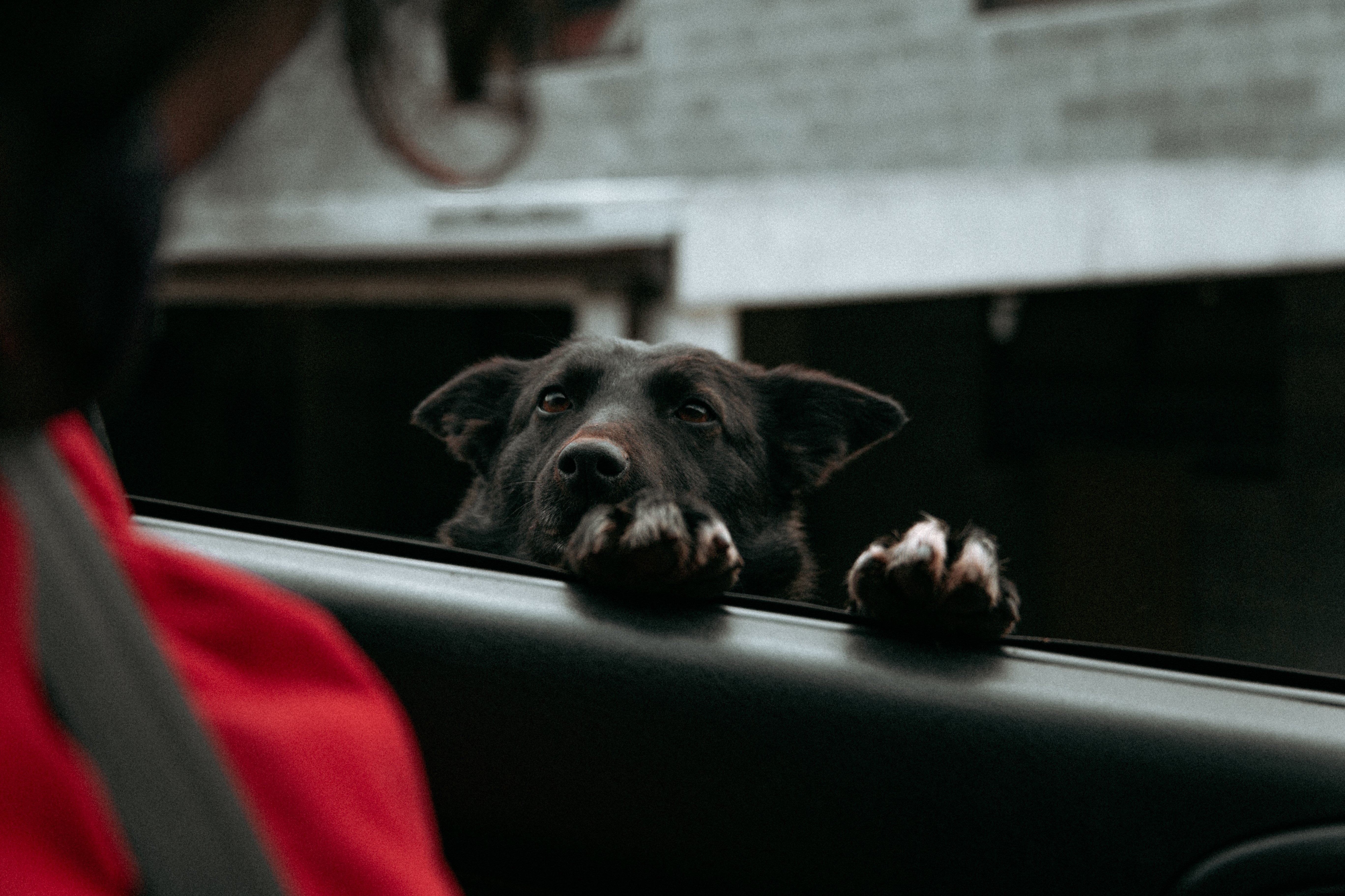 Doggo quiere tomar la foto del volante