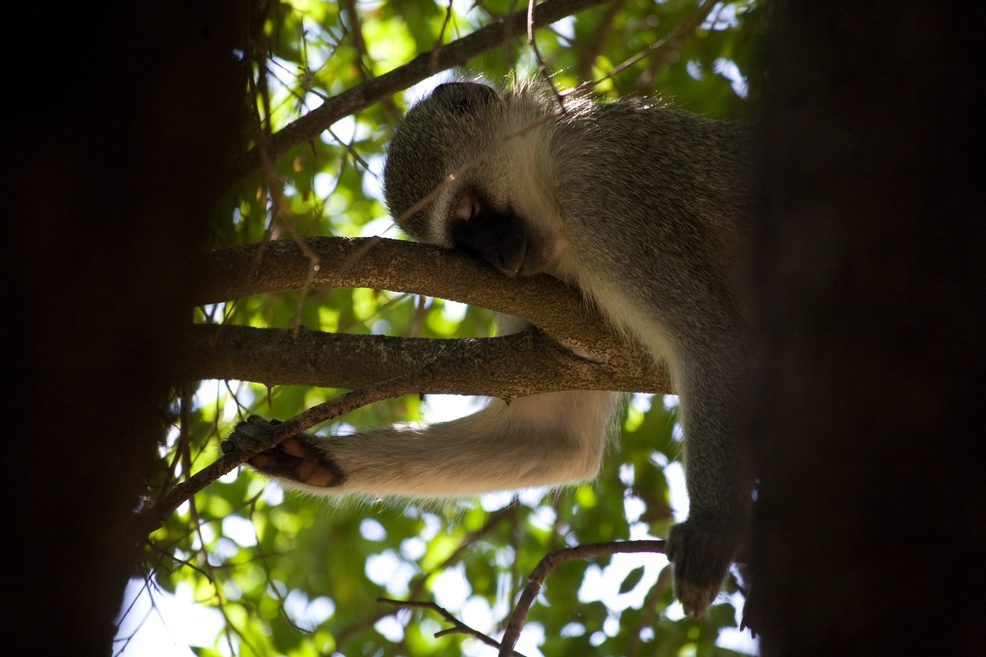 Foto de macaco dormindo na árvore