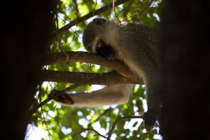 Scimmia che fa un pisolino nell albero foto