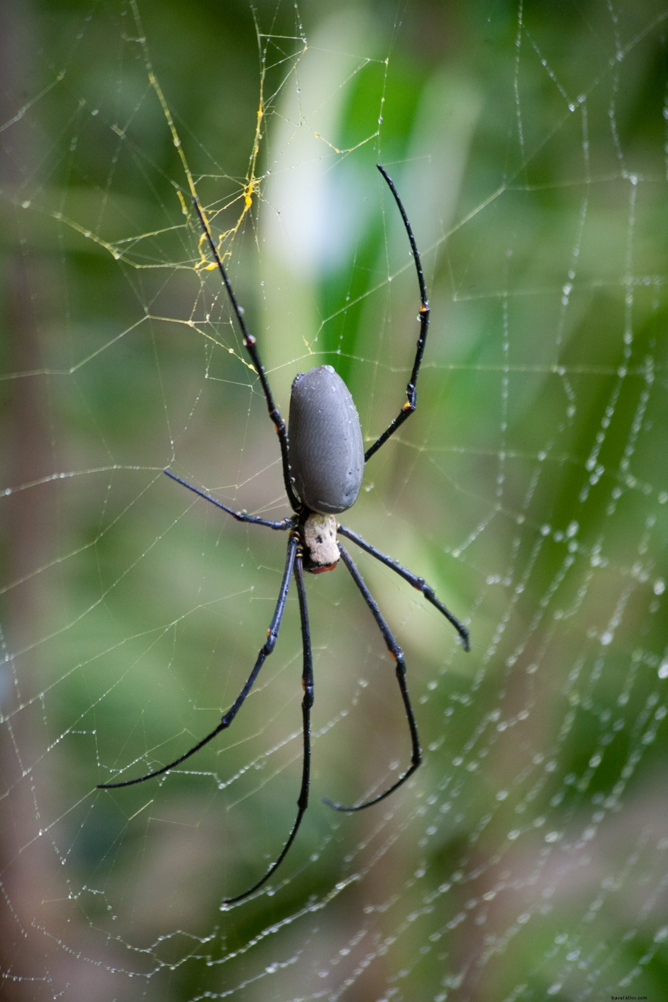 Foto de close-up de aranha venenosa negra