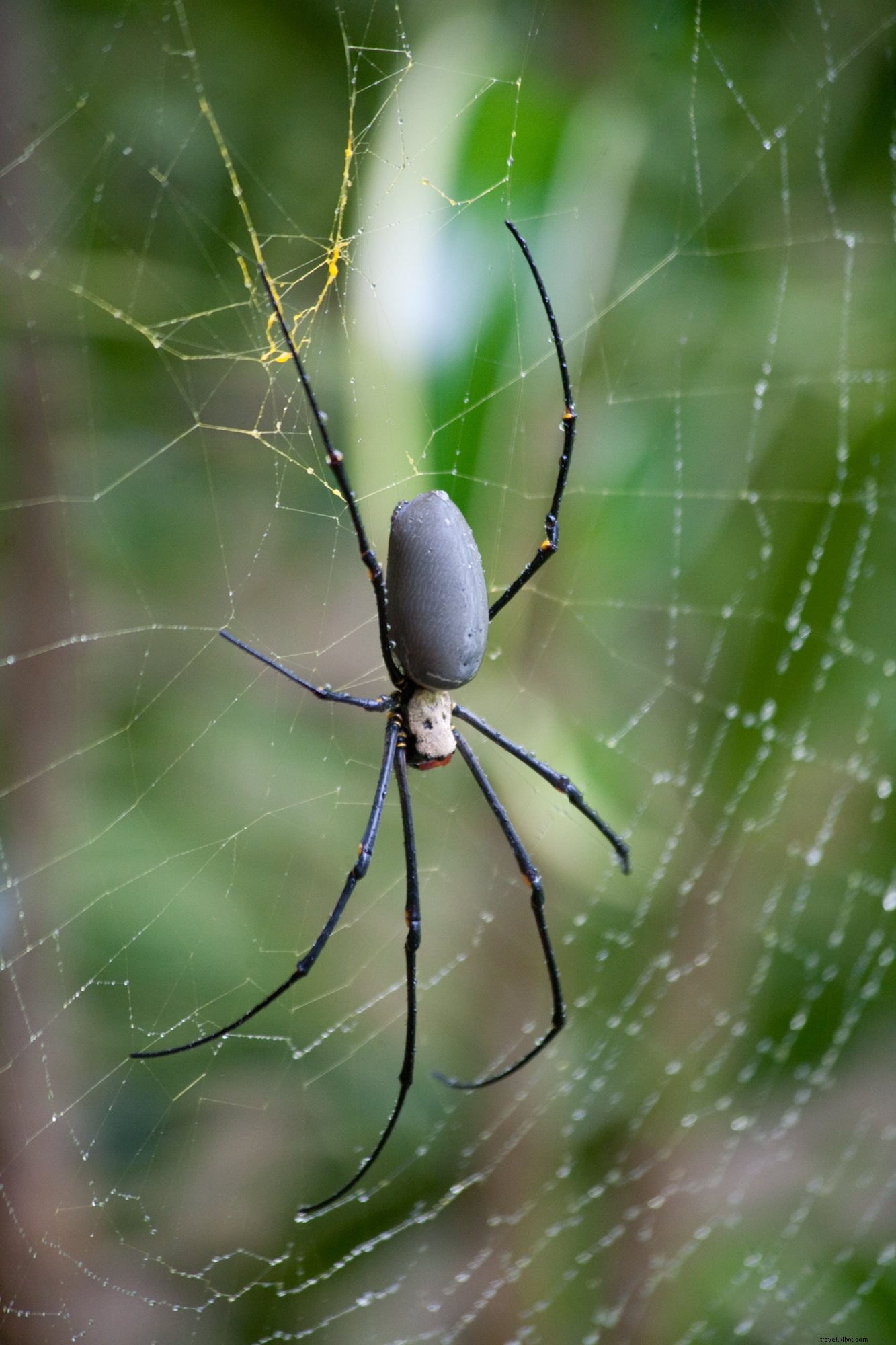 Cerrar foto de araña venenosa negra