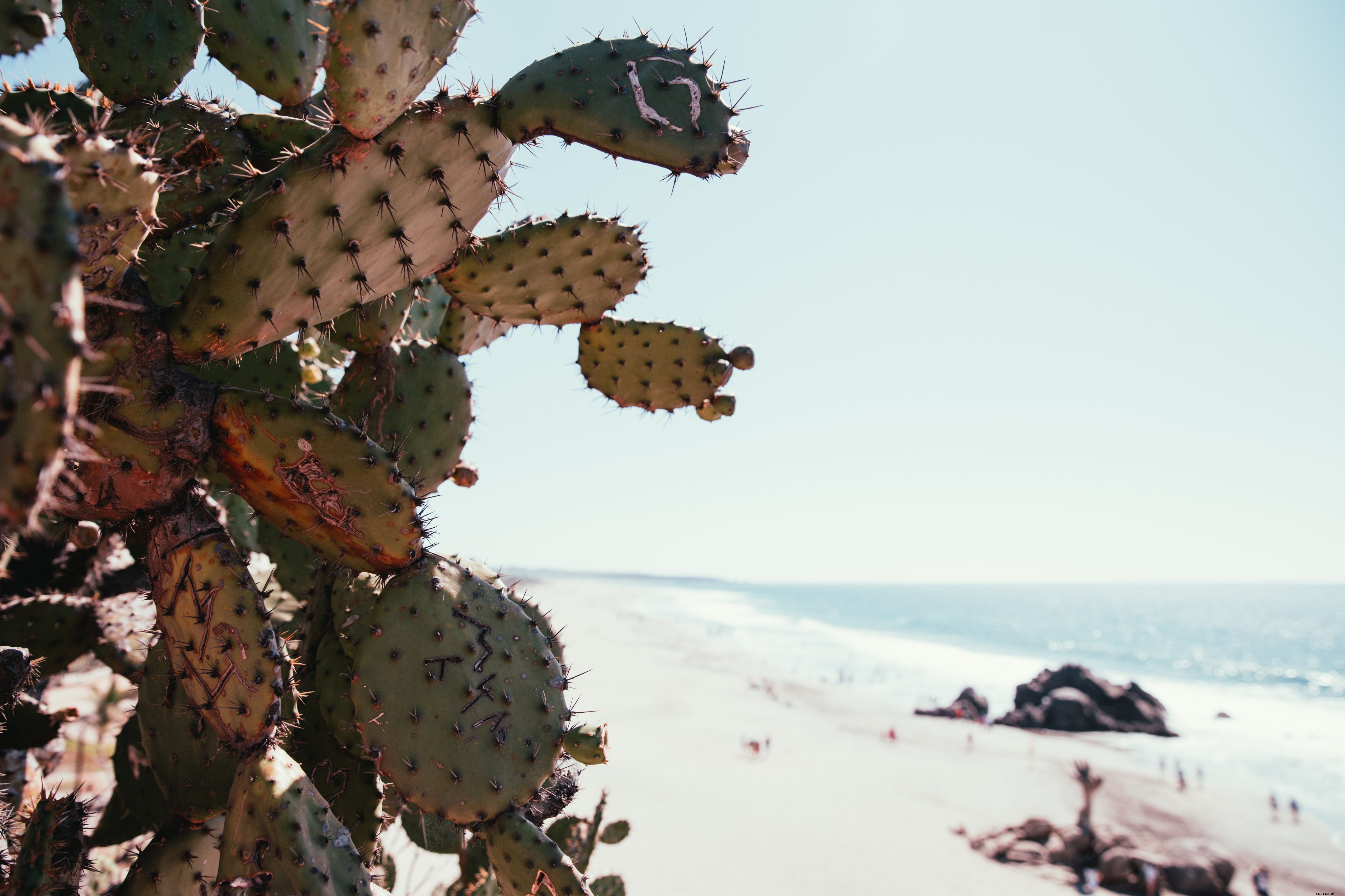 Kaktus Di Foto Pantai