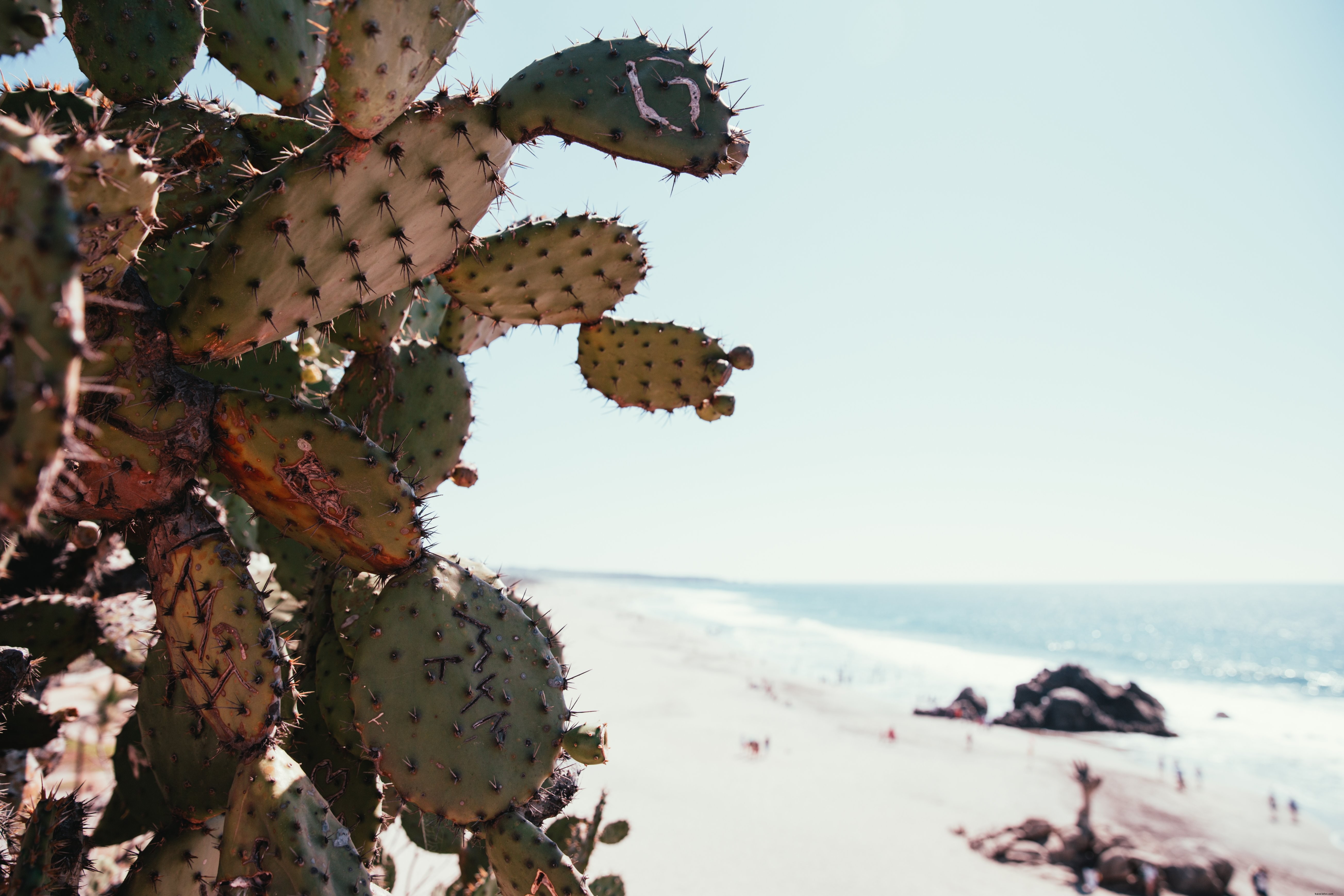 Foto de cacto na praia