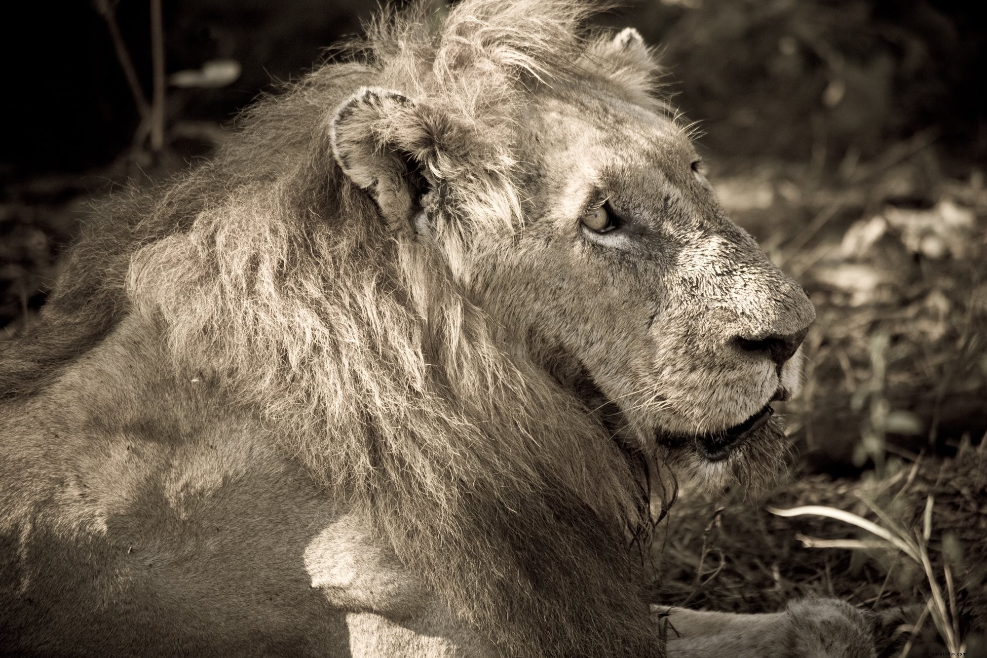 León macho adulto en la foto del sol