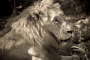 太陽の下で大人の雄ライオン写真