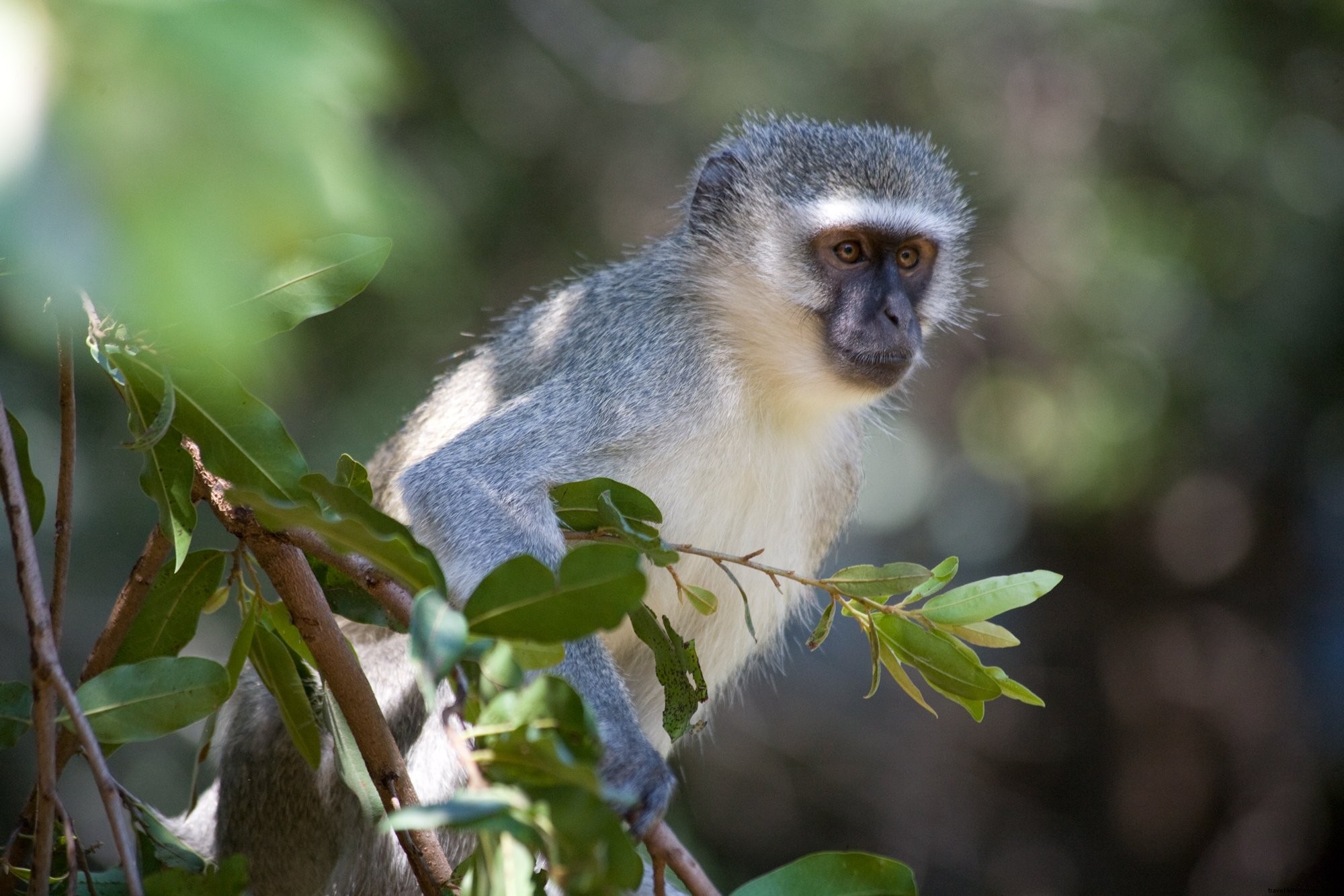 Singe vervet dans un arbre africain Photo