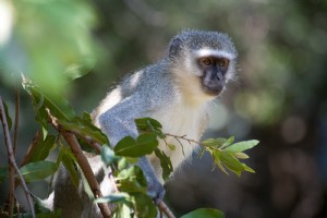 Foto de macaco verervet em árvore africana
