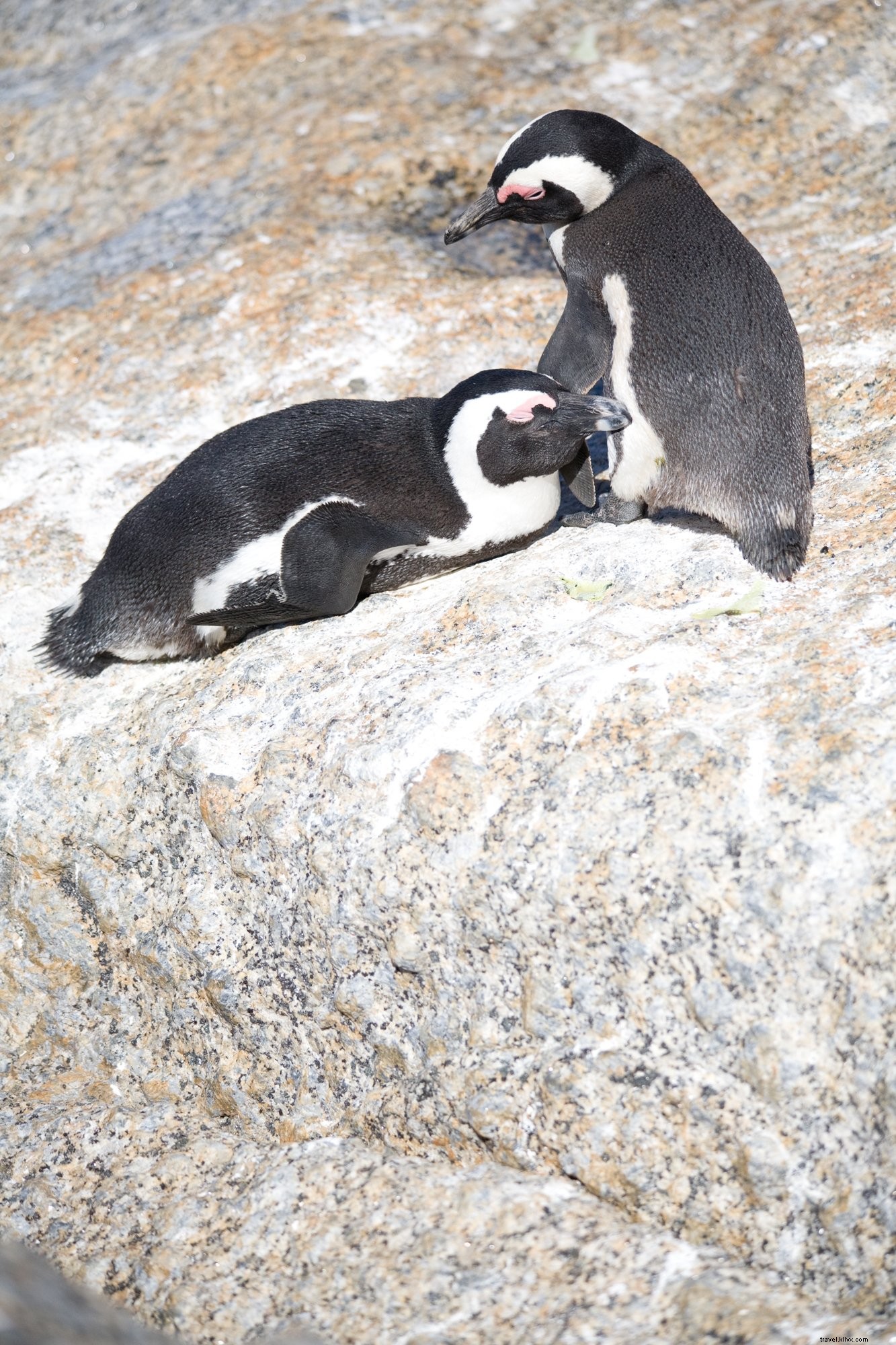 アフリカペンギンの写真のペア