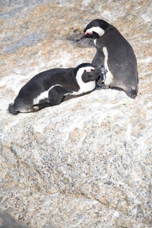 Foto de par de pinguins africanos