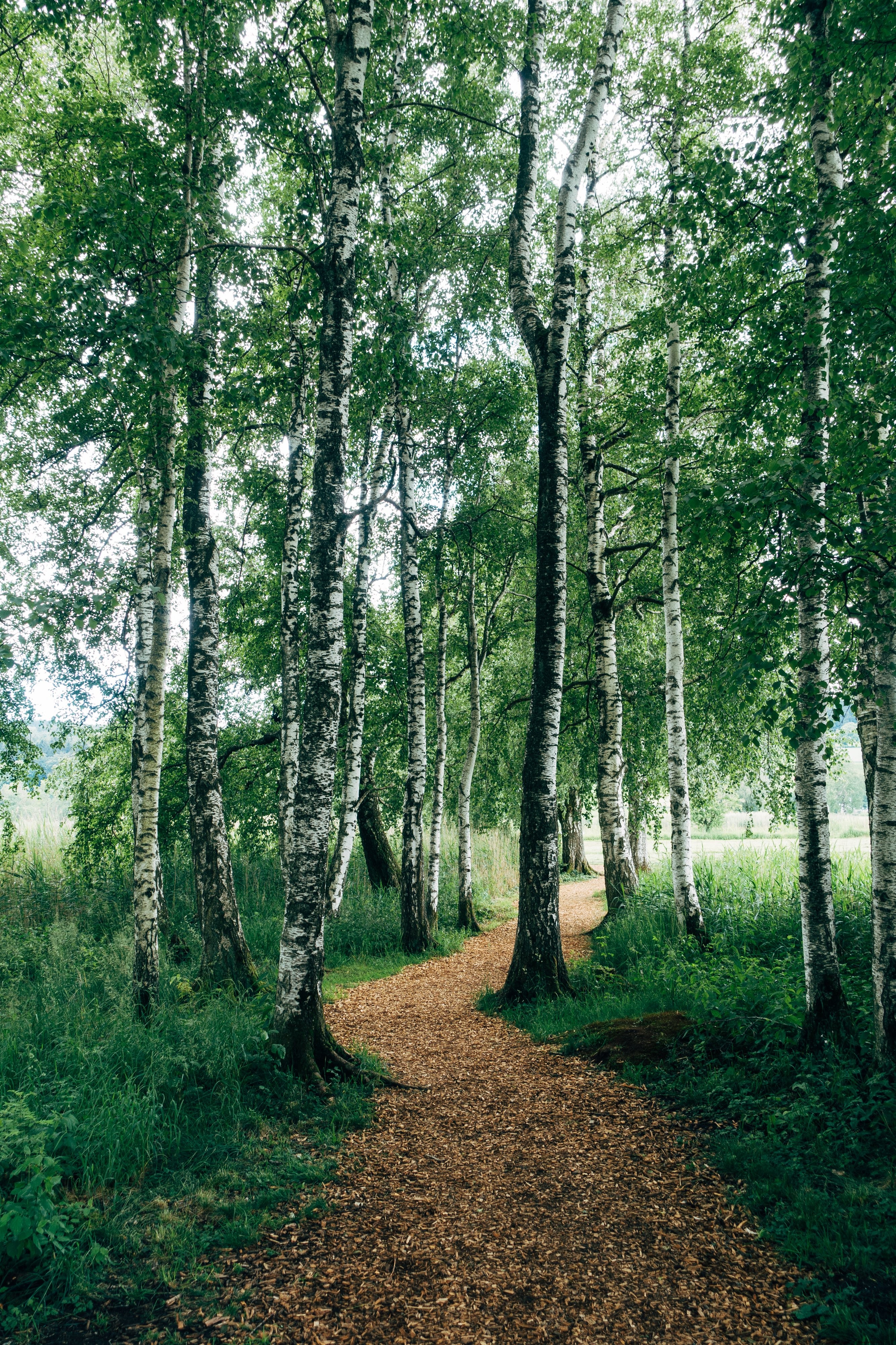 Promenade dans la nature entourée de bouleaux Photo