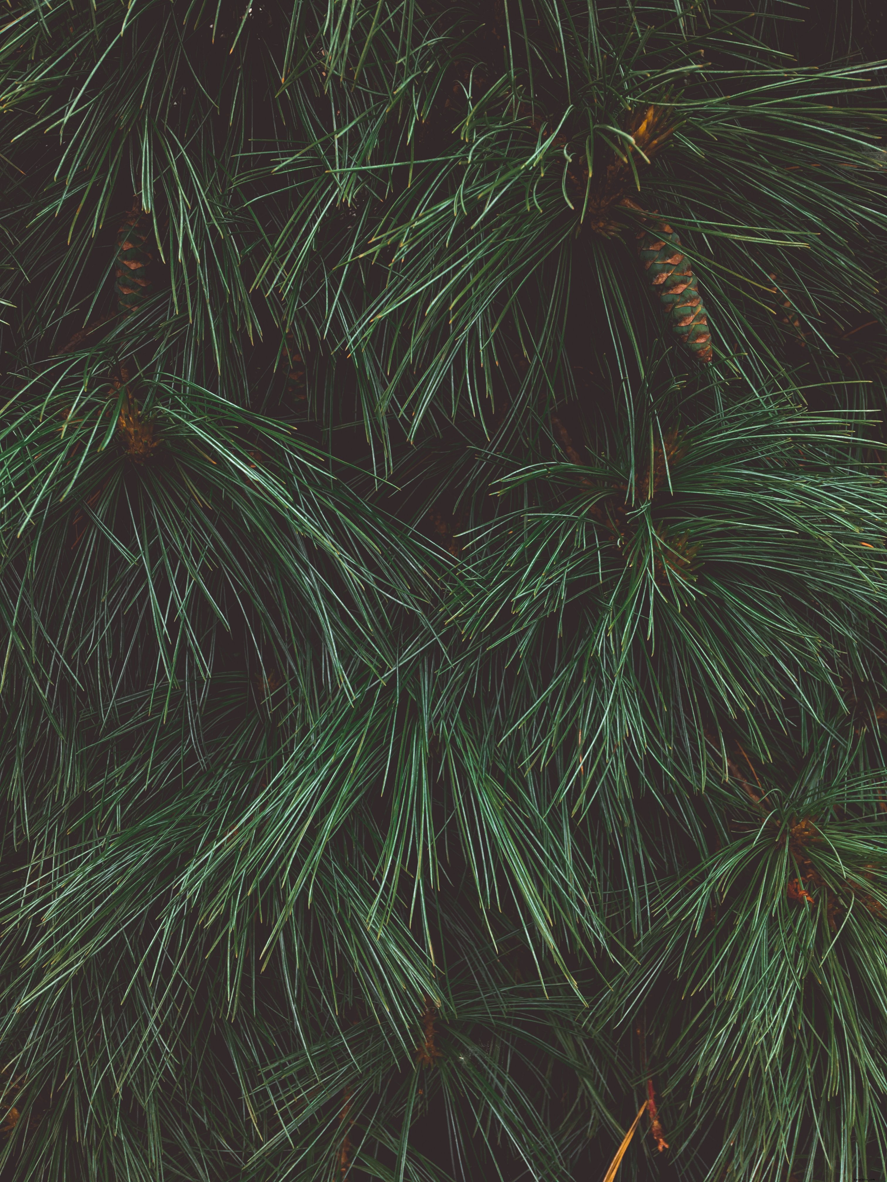 松葉のテクスチャを示す松の木のクローズアップ写真