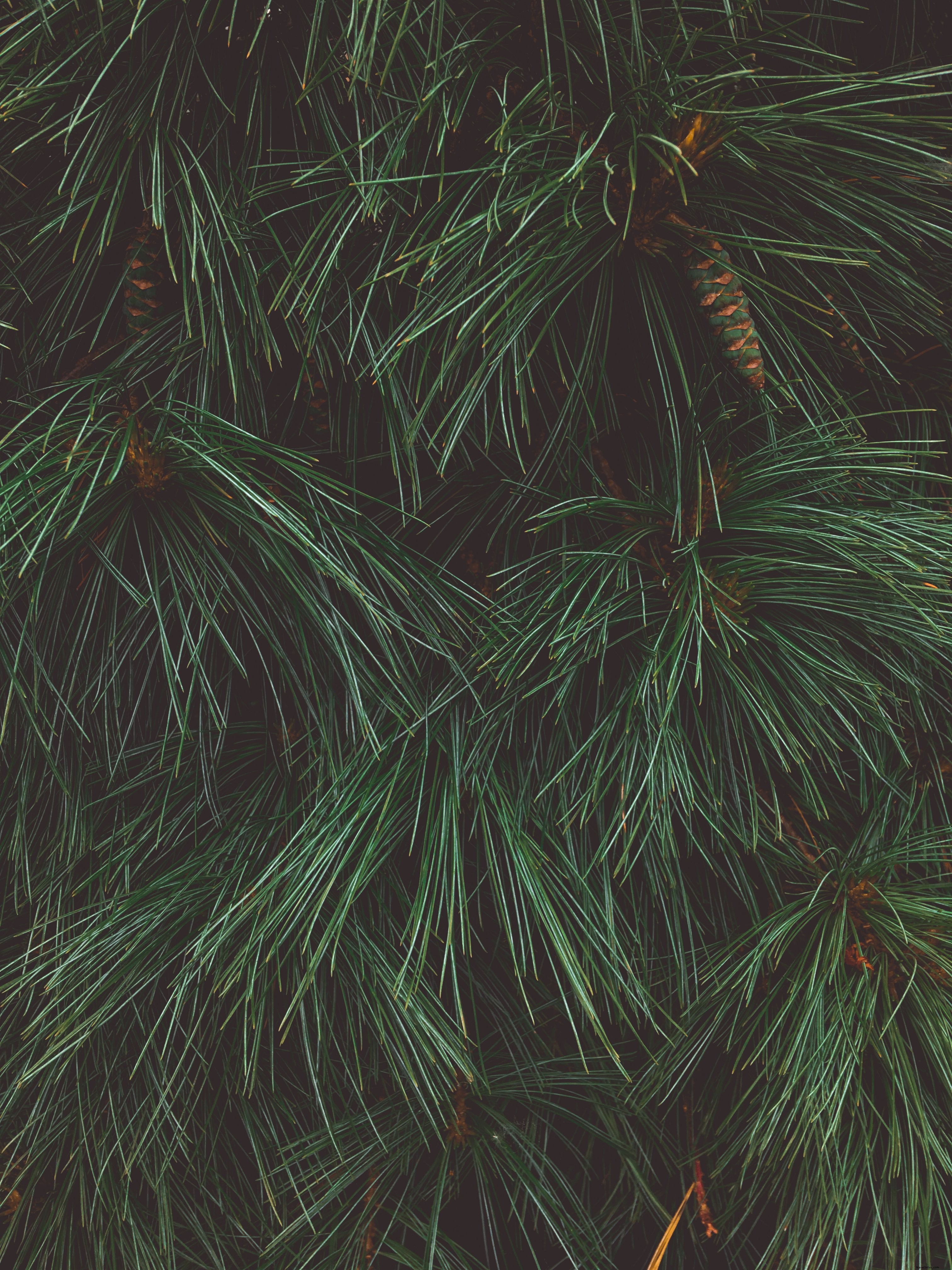 Cerca de un árbol de pino que muestra la textura de la foto de agujas de pino