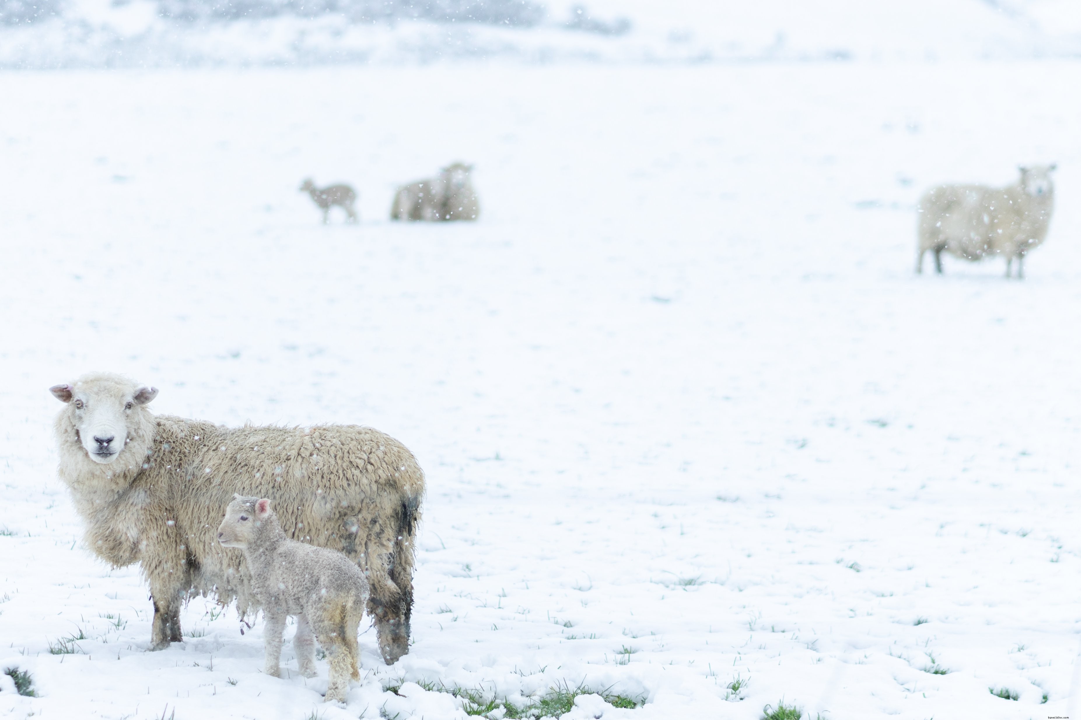 雪の写真を通して彼らの若者を導く羊