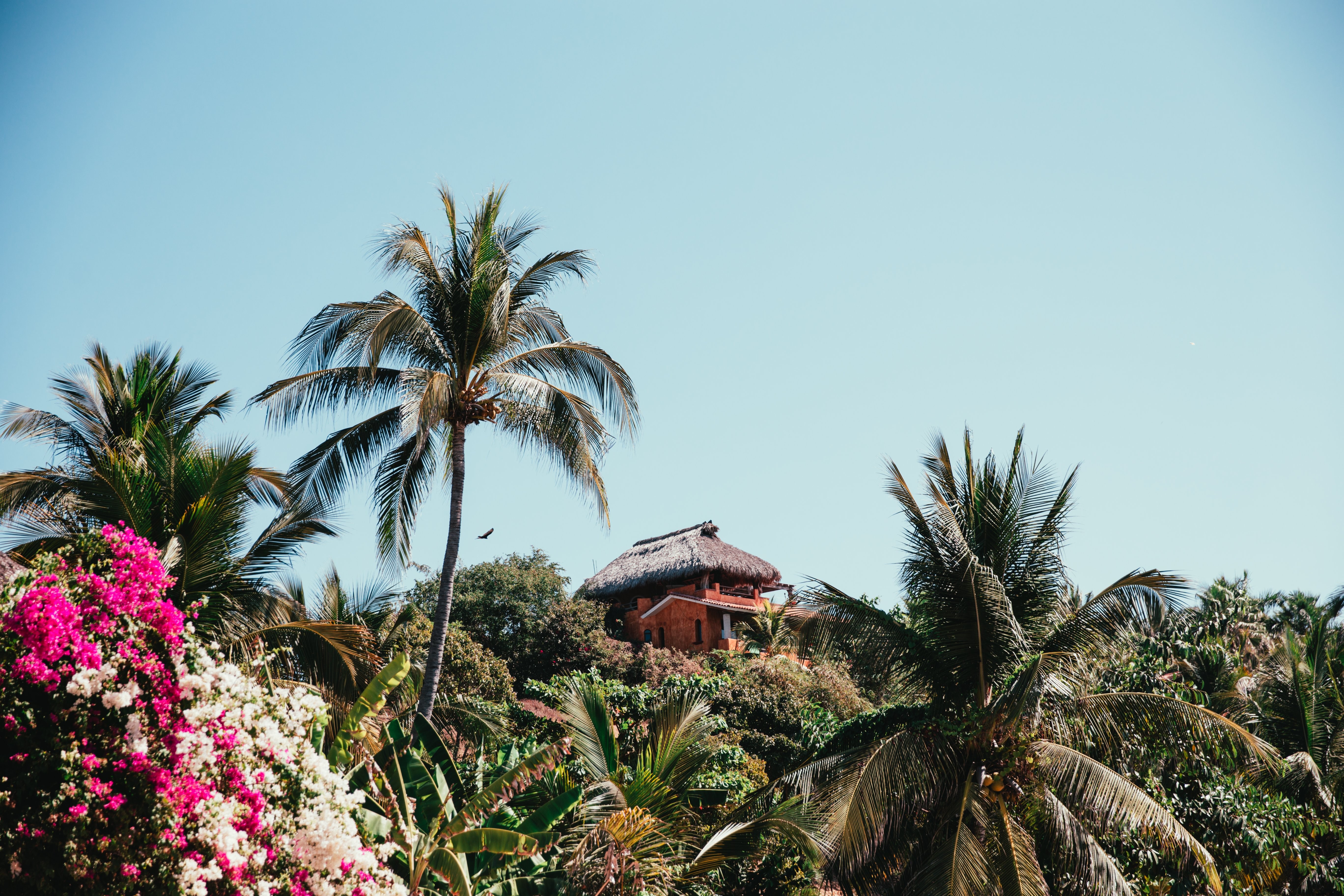 Cabane tropicale avec photo de palmiers