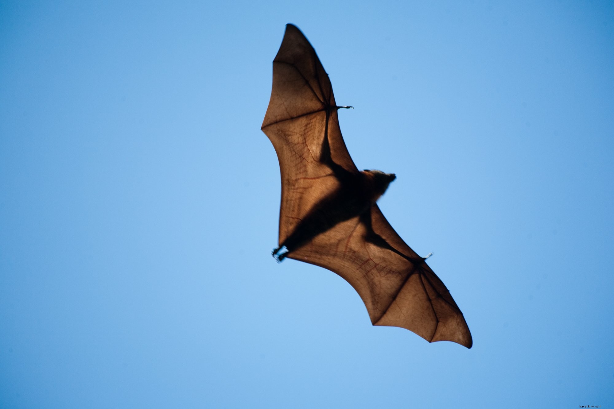 Foto de moscas de morcego com asas largas