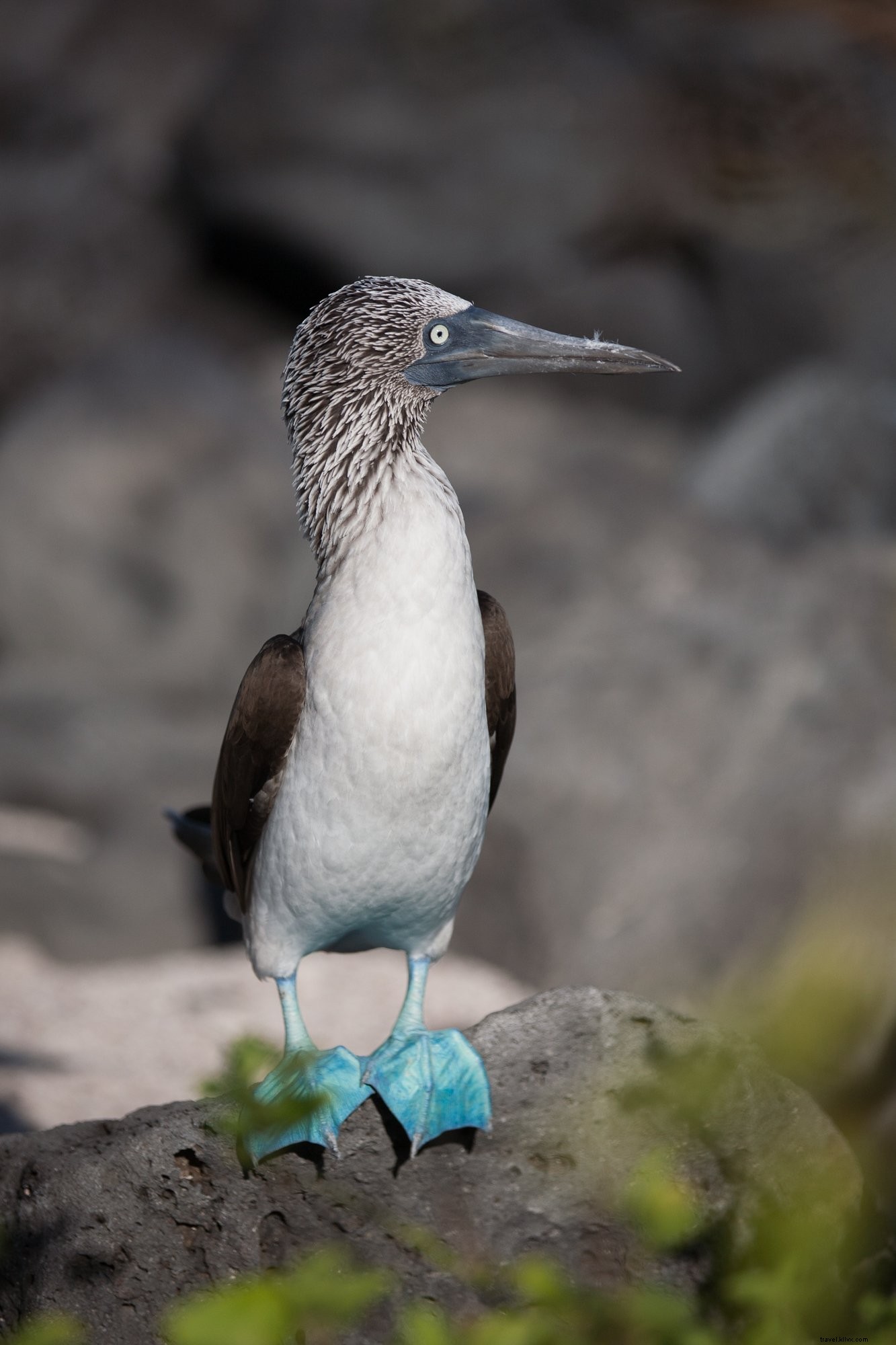 Foto Blue Footed Booby On Rock