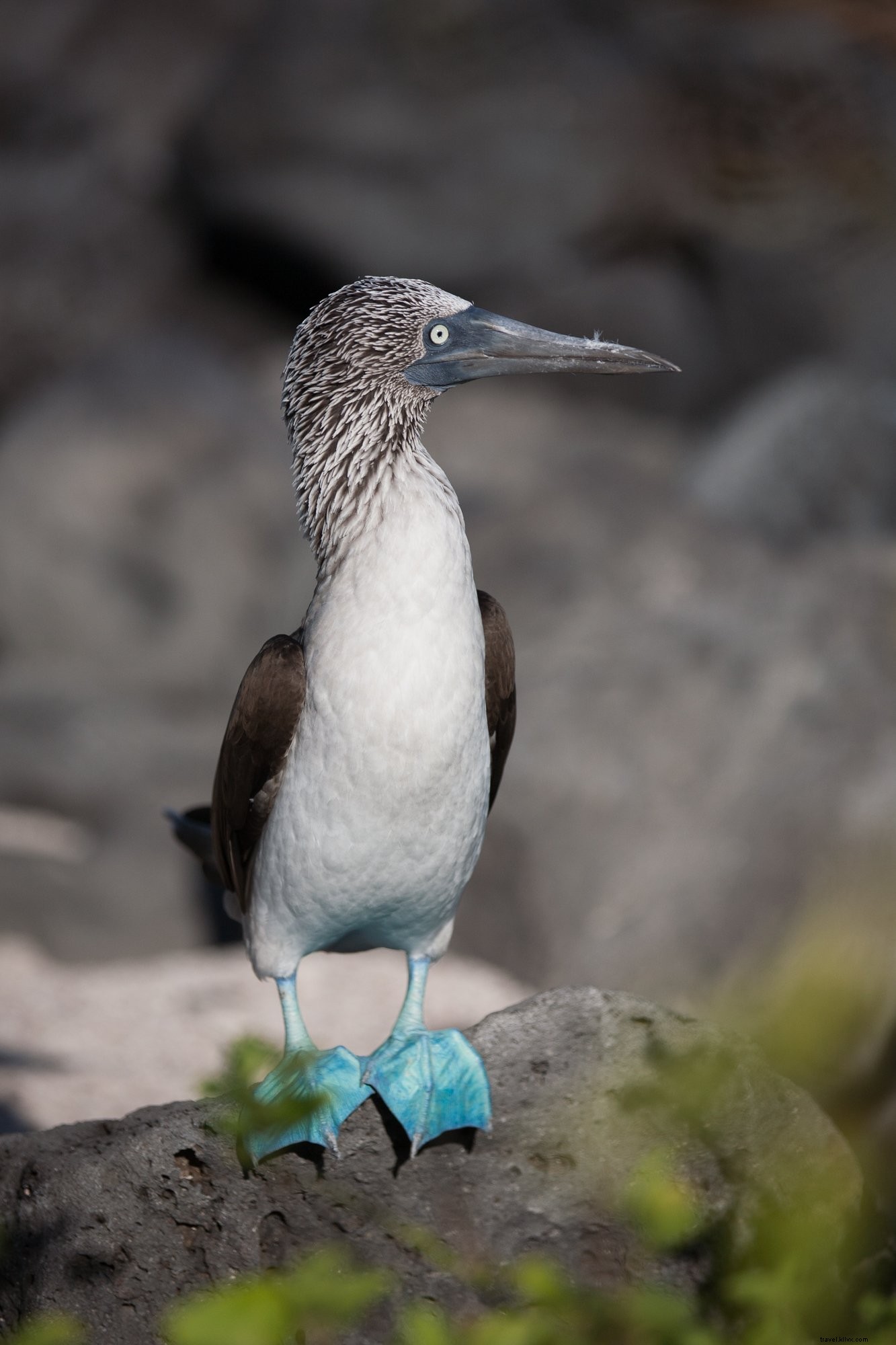 Foto de Booby de pés azuis na rocha