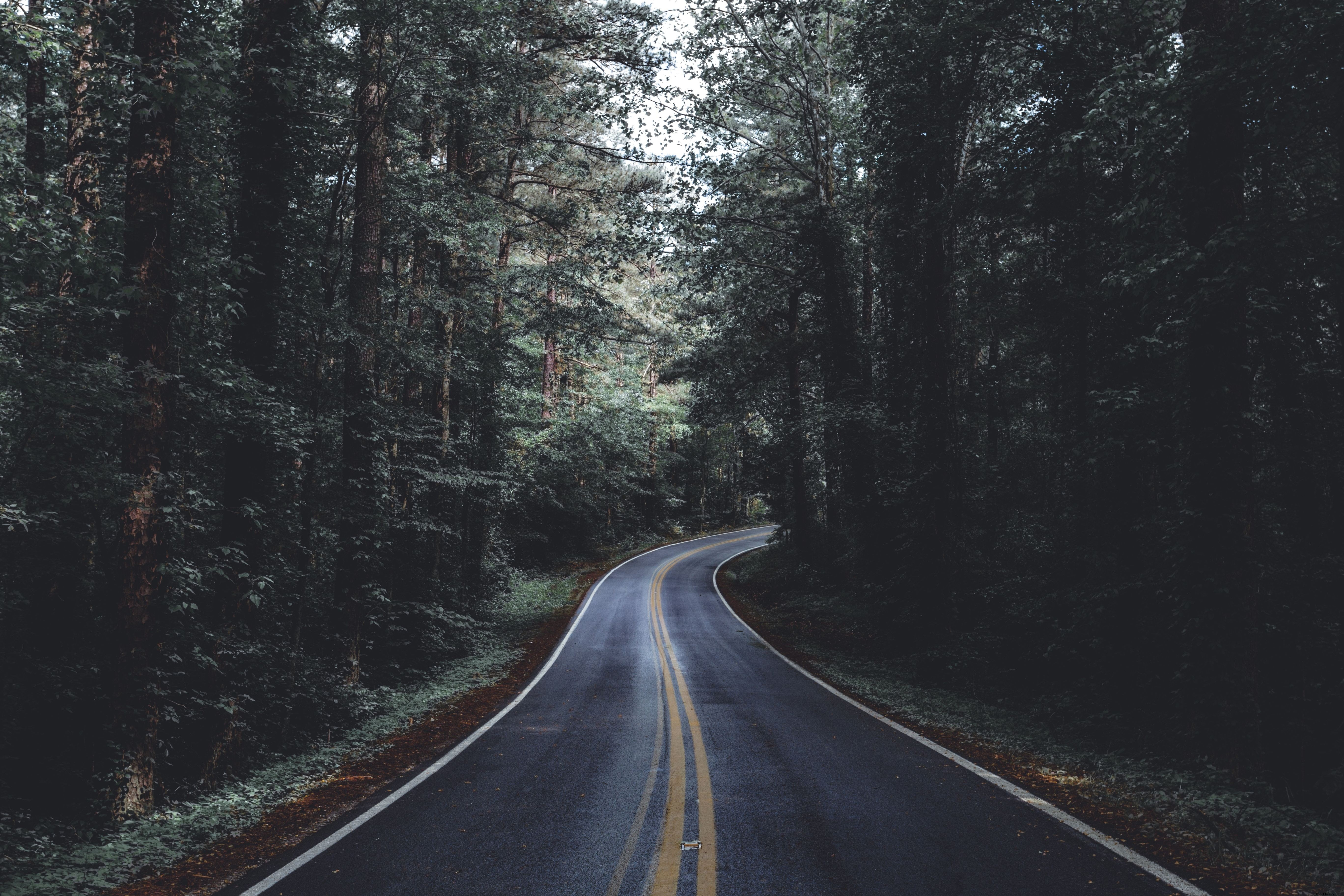 Foto de camino pavimentado a través del bosque