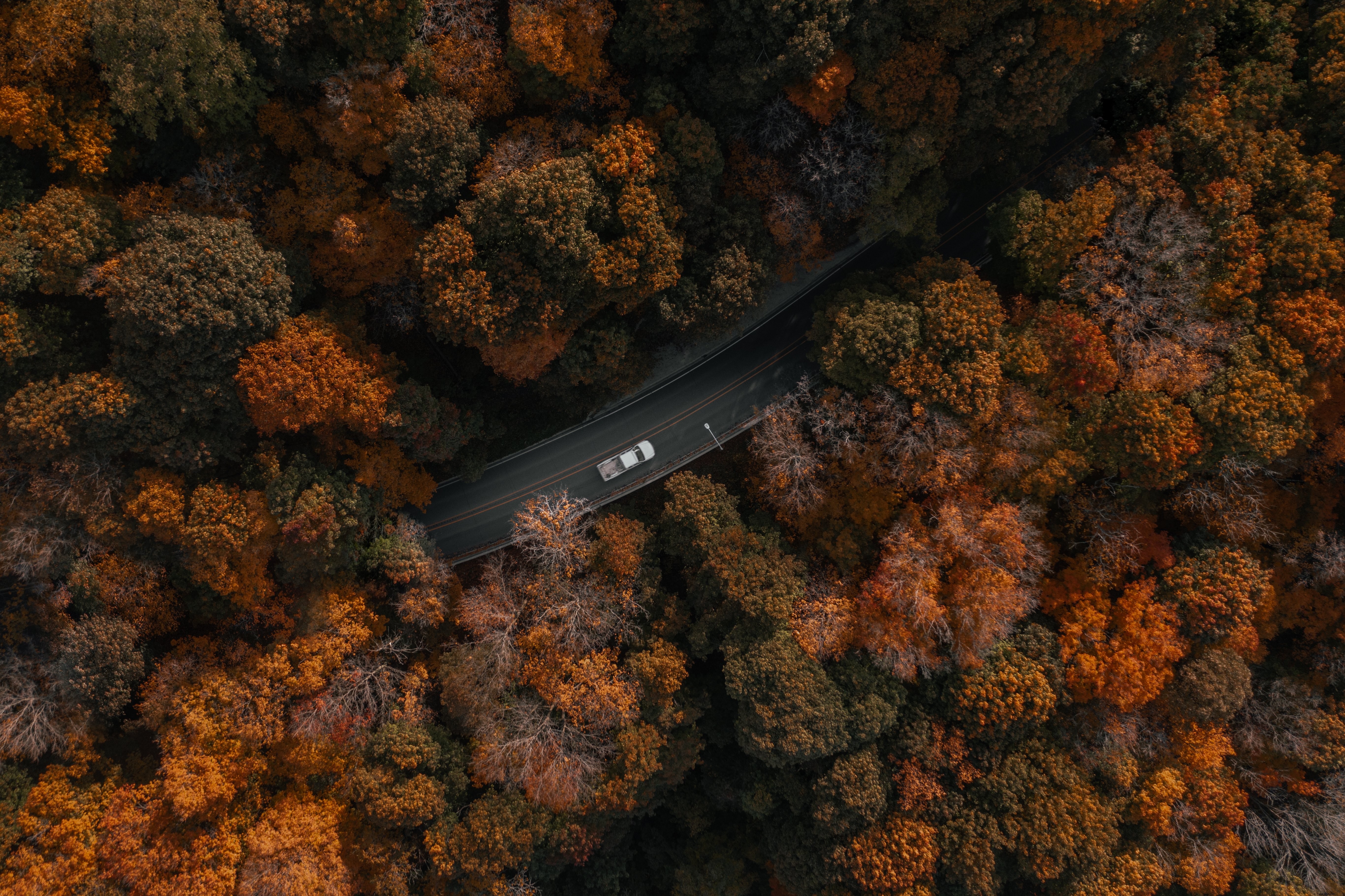Drone vista de coche conduciendo a través del bosque foto