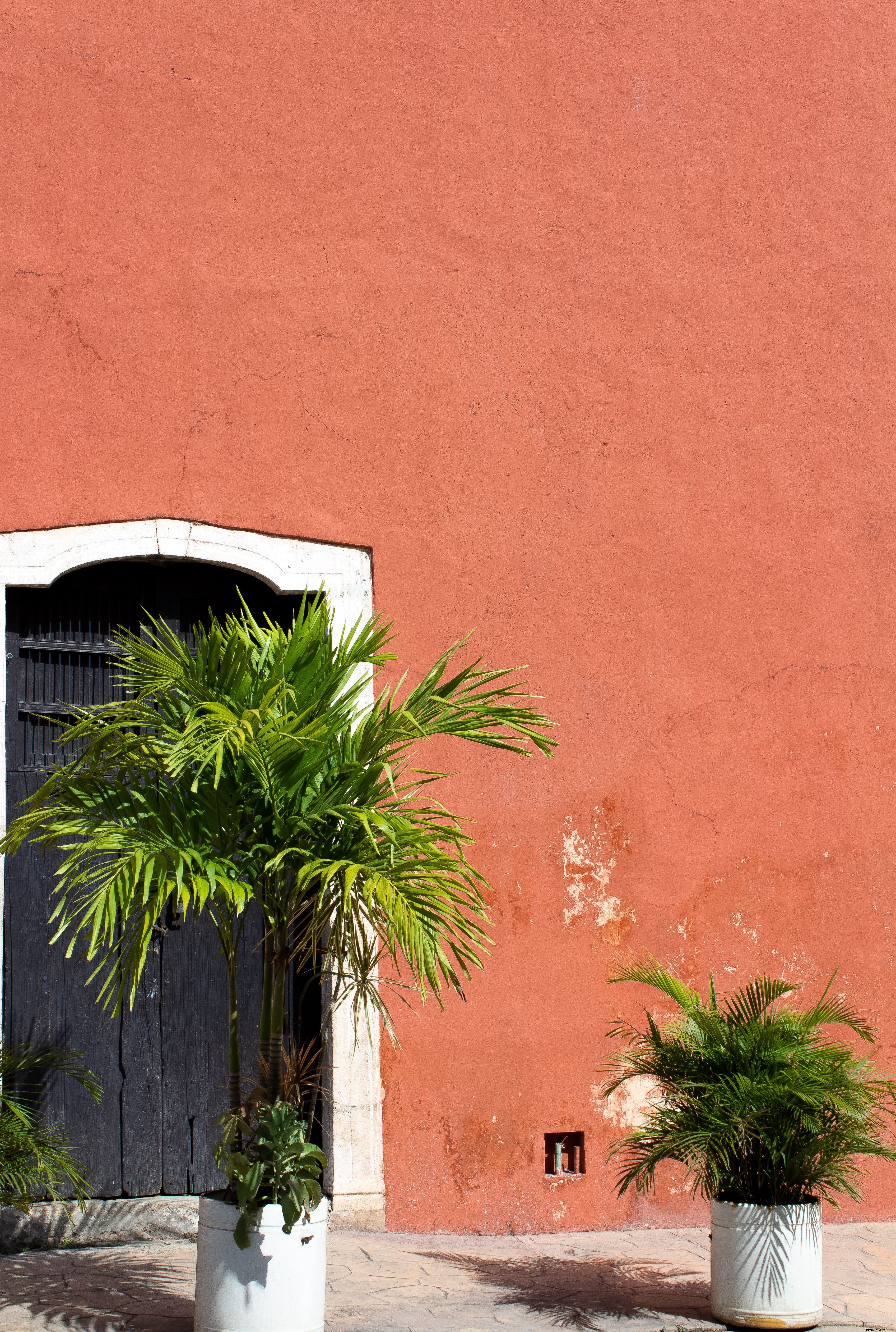 Palmas contra una foto de pared de yeso rojo