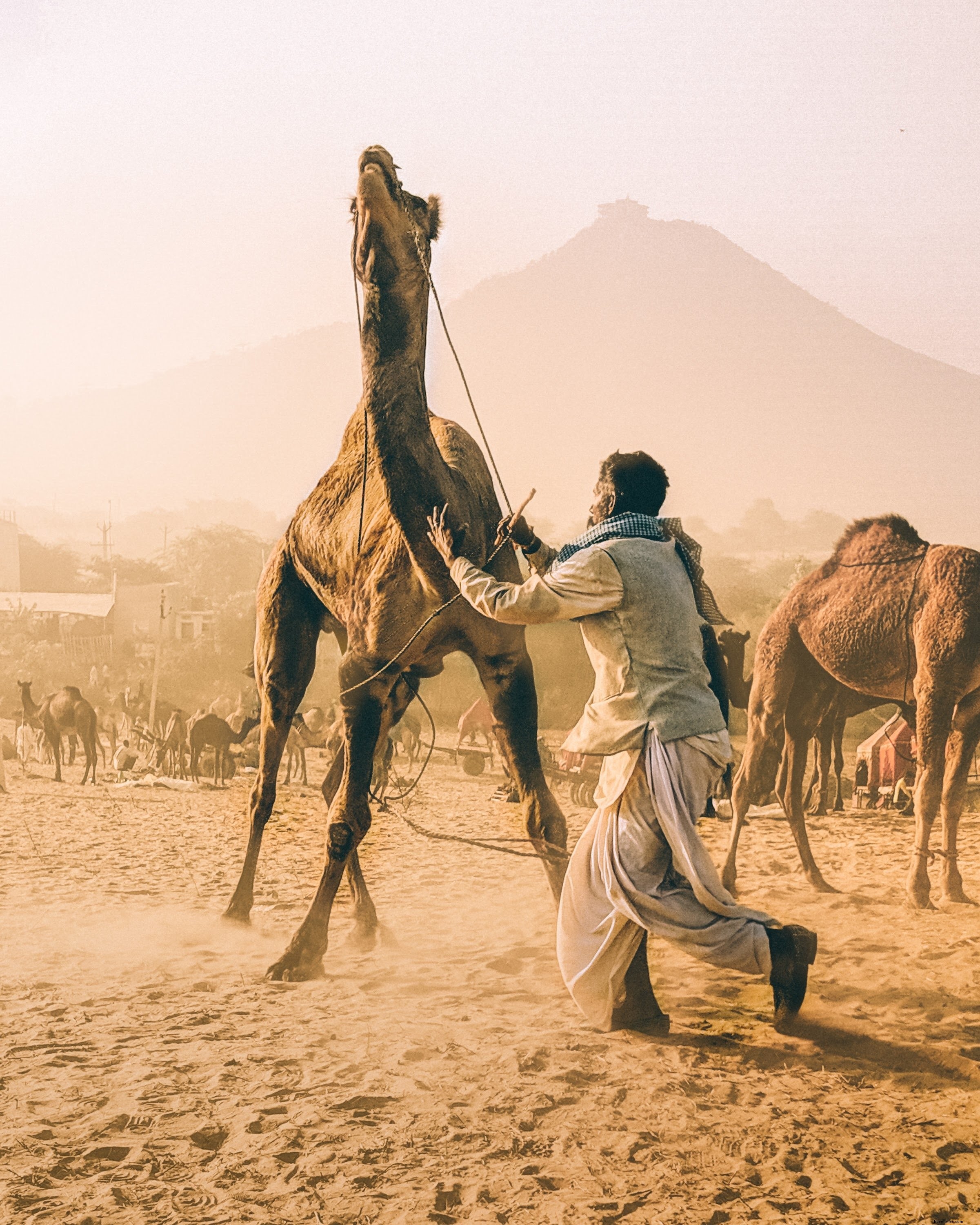 Foto de hombre domesticado camello
