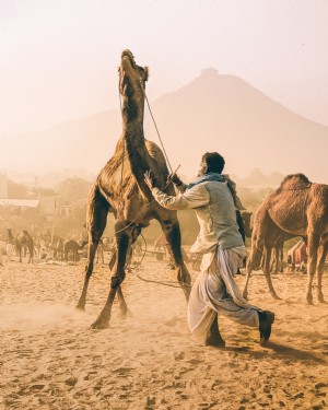 Foto de hombre domesticado camello