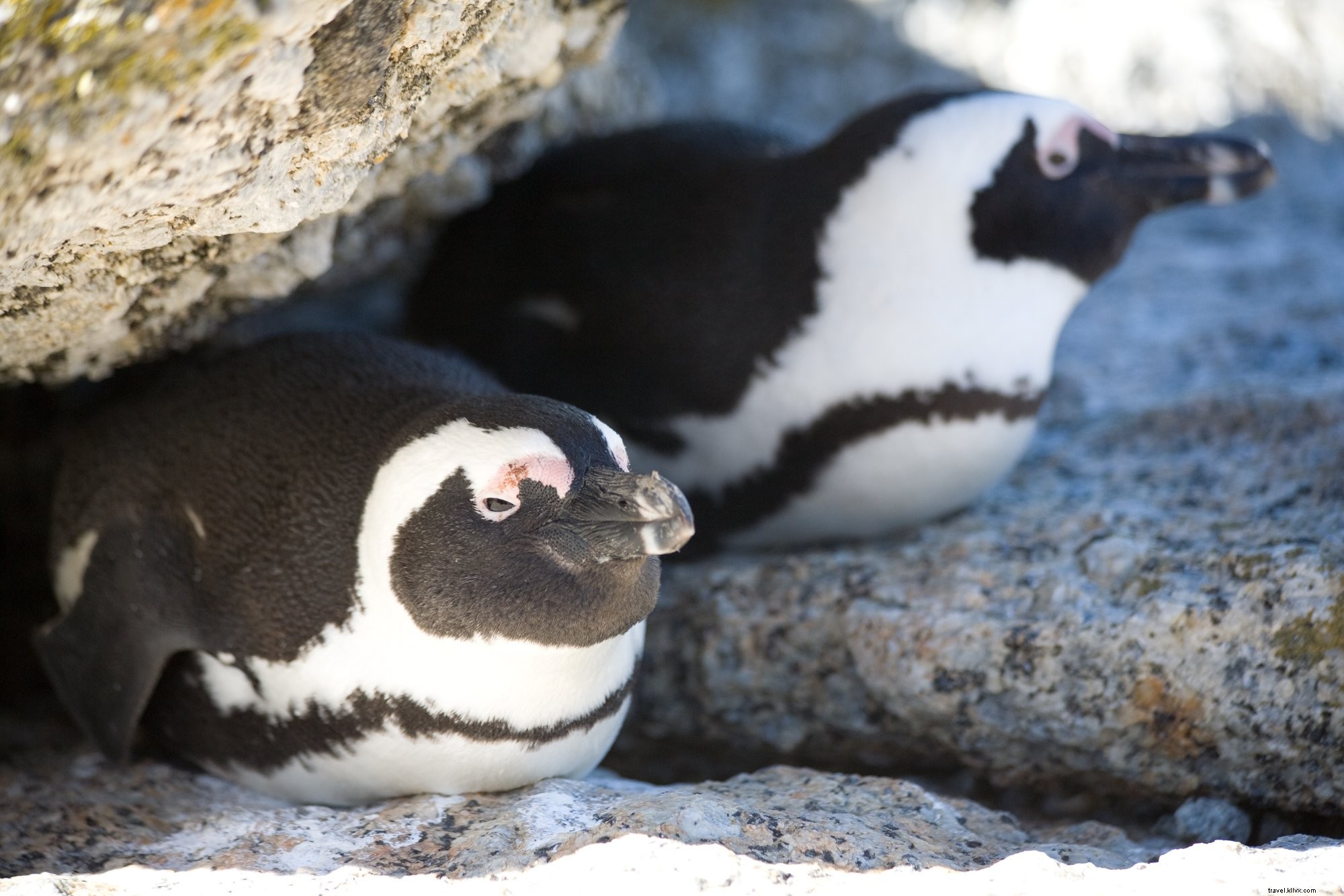 Foto de pingüinos africanos