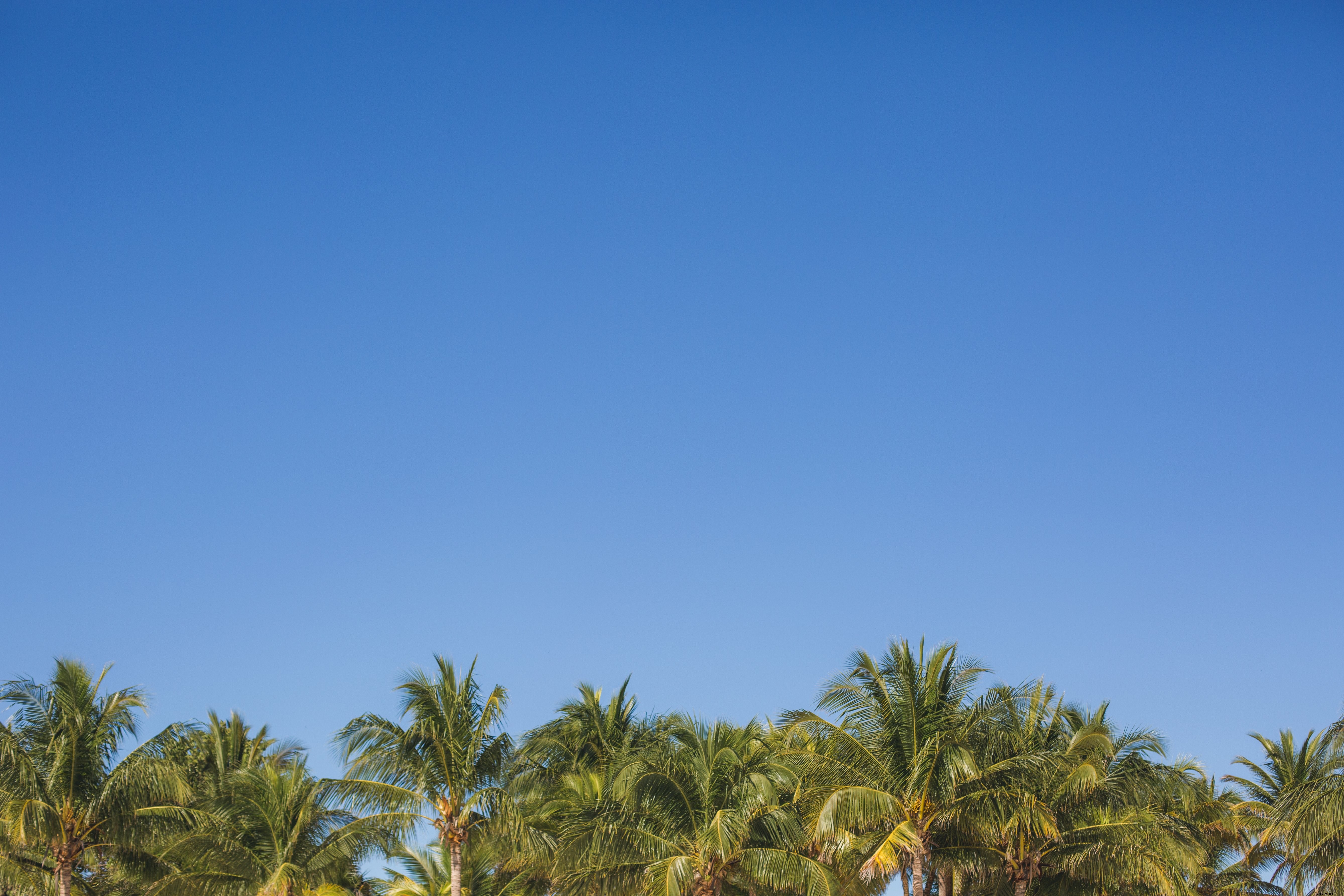 Foto de palmeras bajo el cielo azul