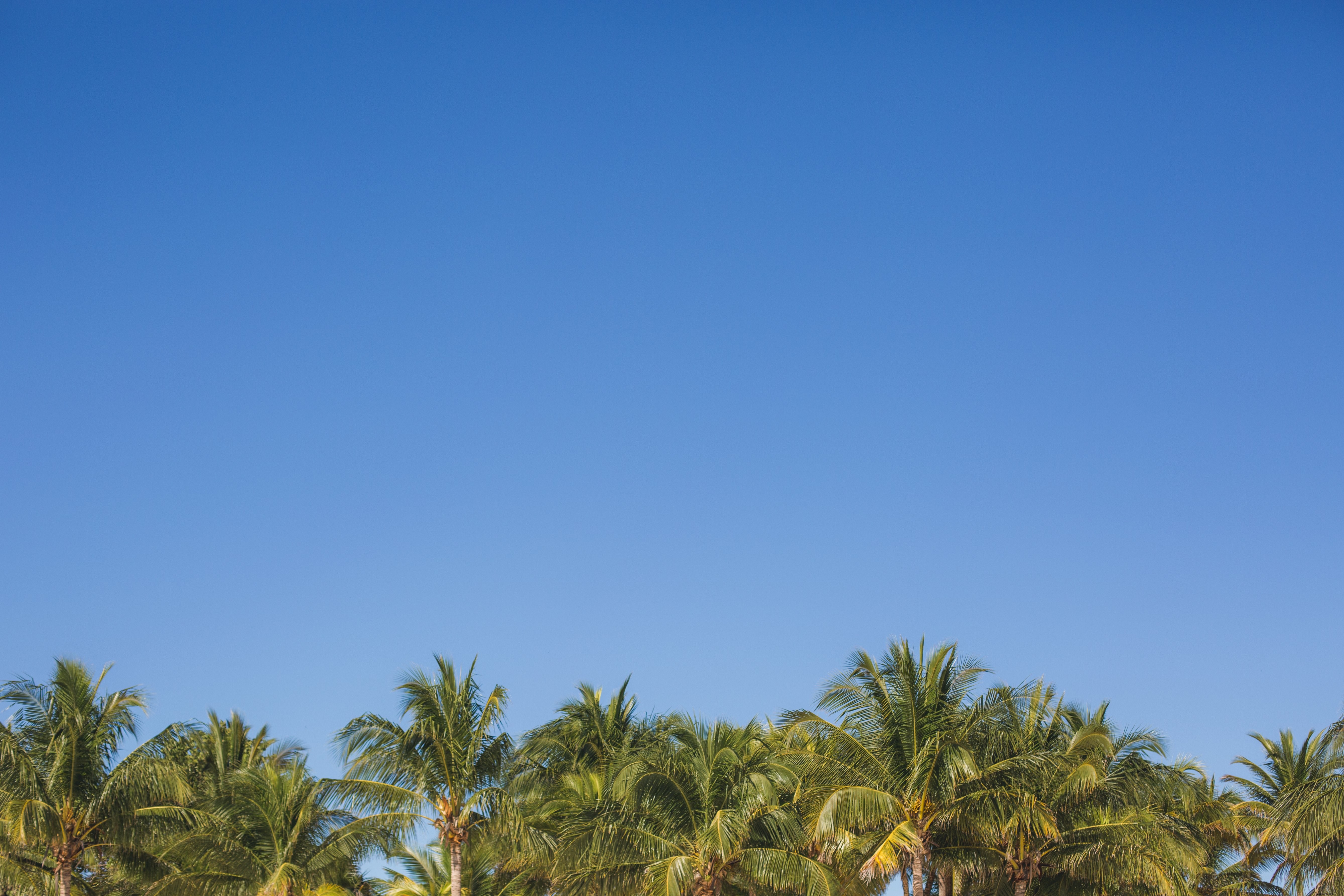 Palme sotto il cielo blu foto