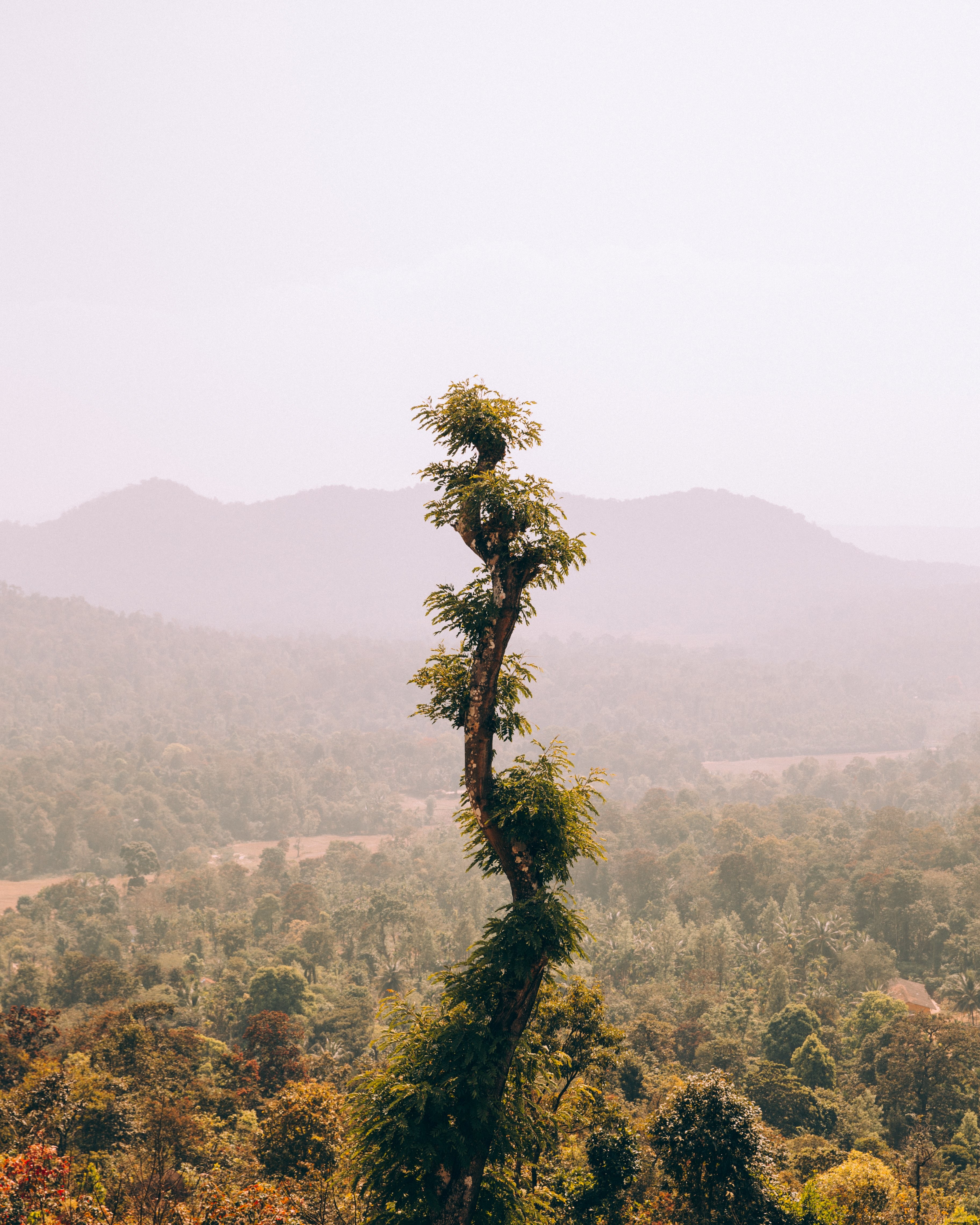Torres de árboles sinuosos sobre foto de paisaje