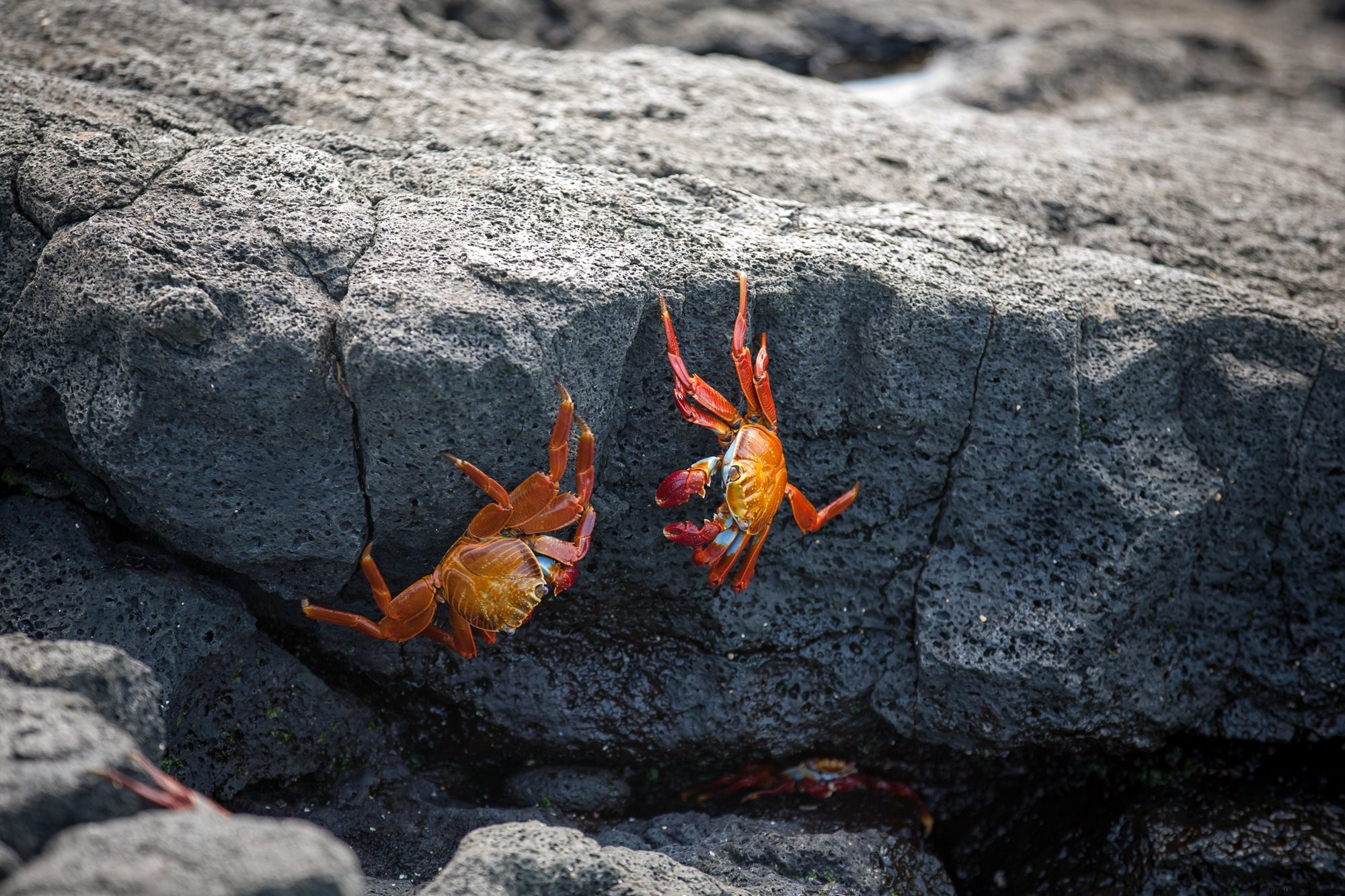 Foto de caranguejos vermelhos nas pedras