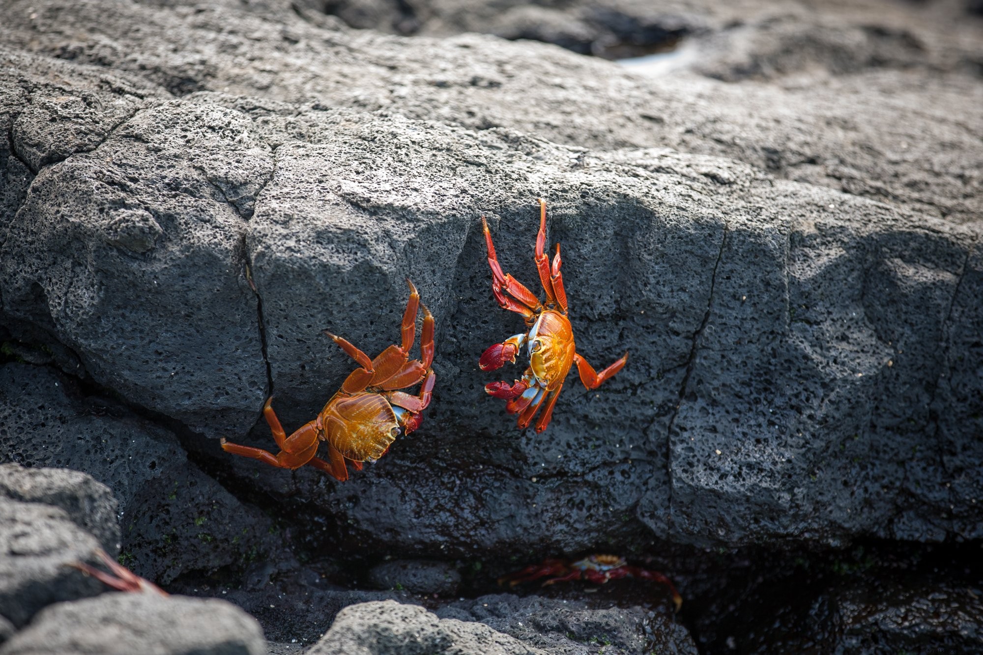 Kepiting Merah Di Batu Foto